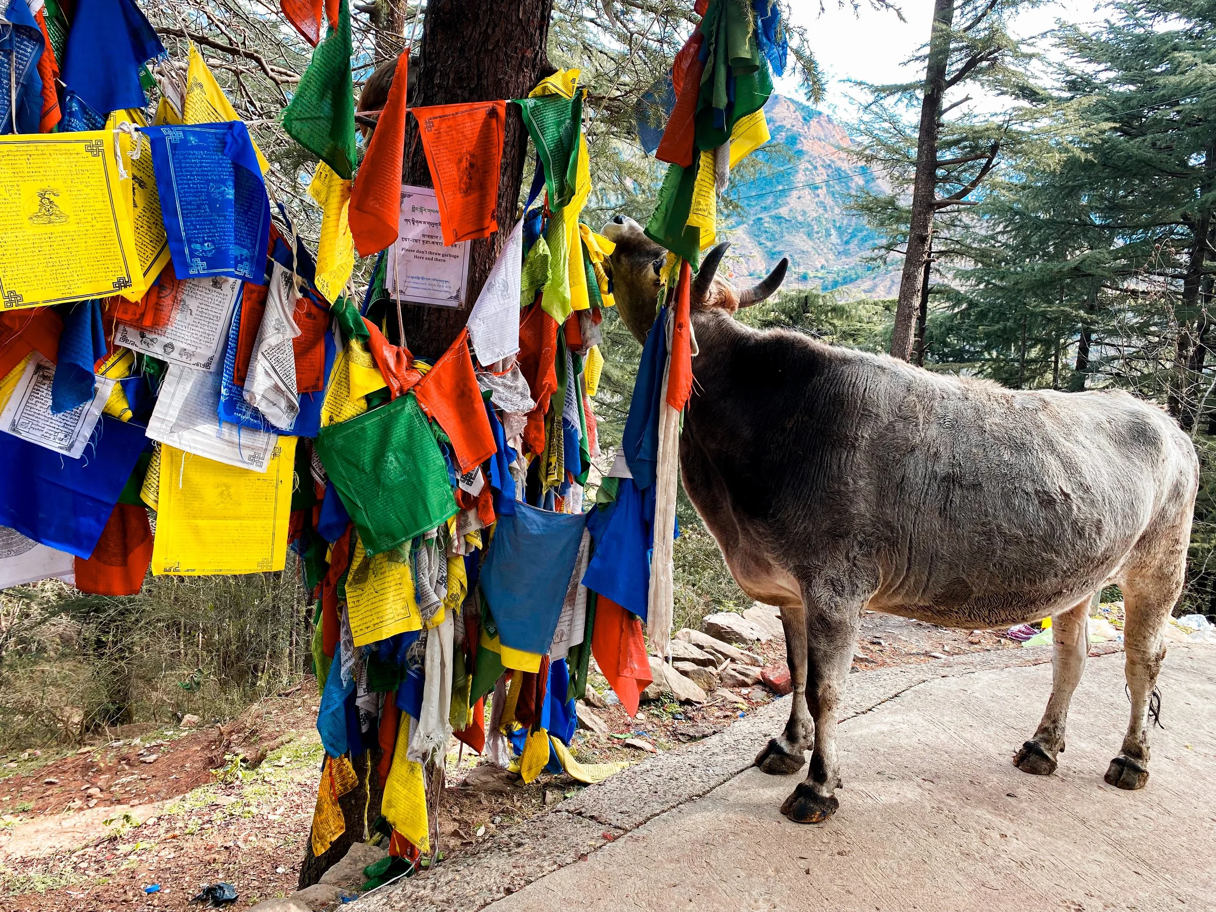 Ein Wasserbüffel steht neben einem Baum mit bunten Gebetsfahnen in einer bergigen, bewaldeten Landschaft.