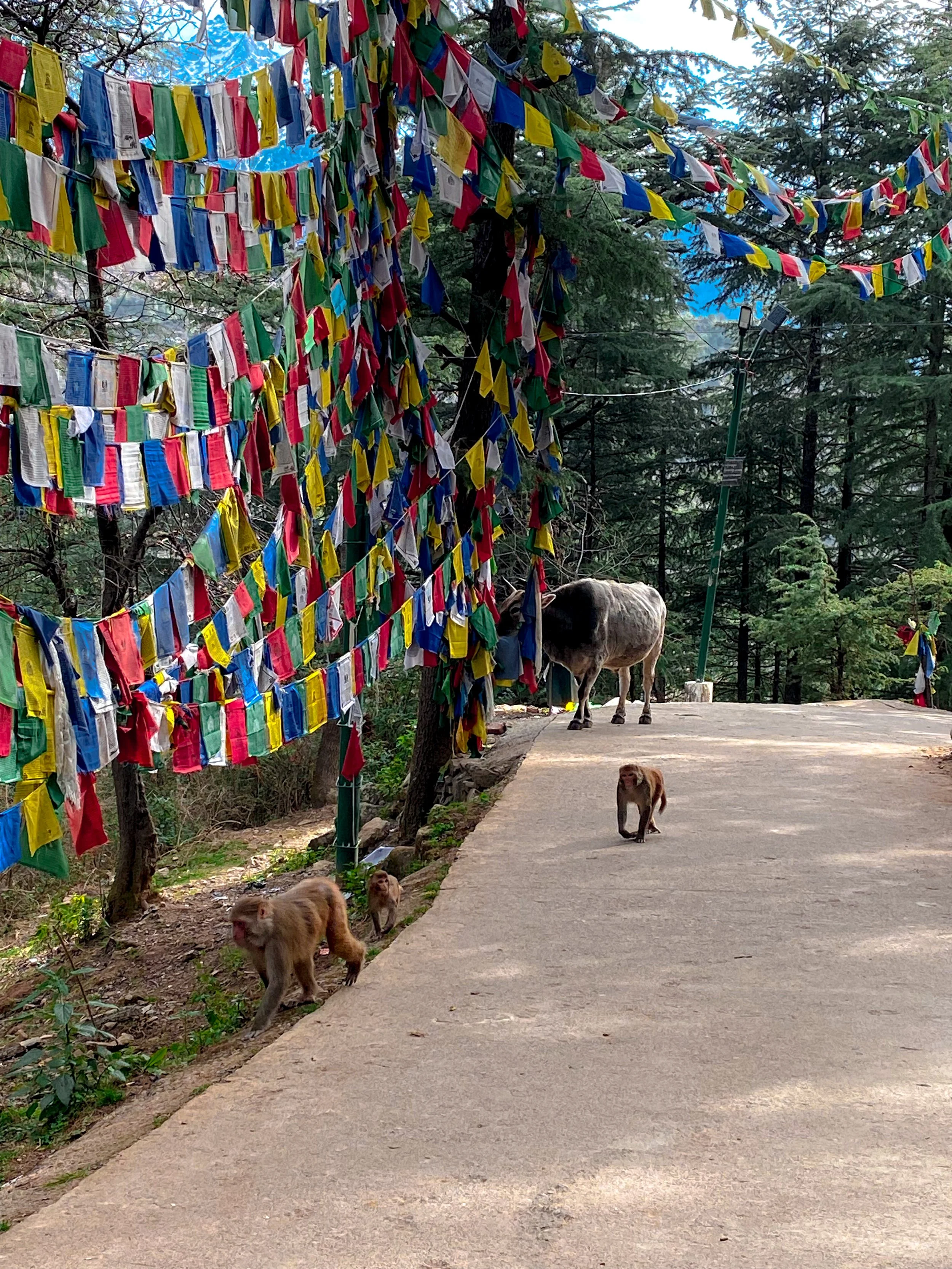 Hügelpfad mit bunten Gebetsfahnen an den Bäumen, Ziegen und Affen auf dem Weg, umgeben von Nadelbäumen in einer bergigen Landschaft.