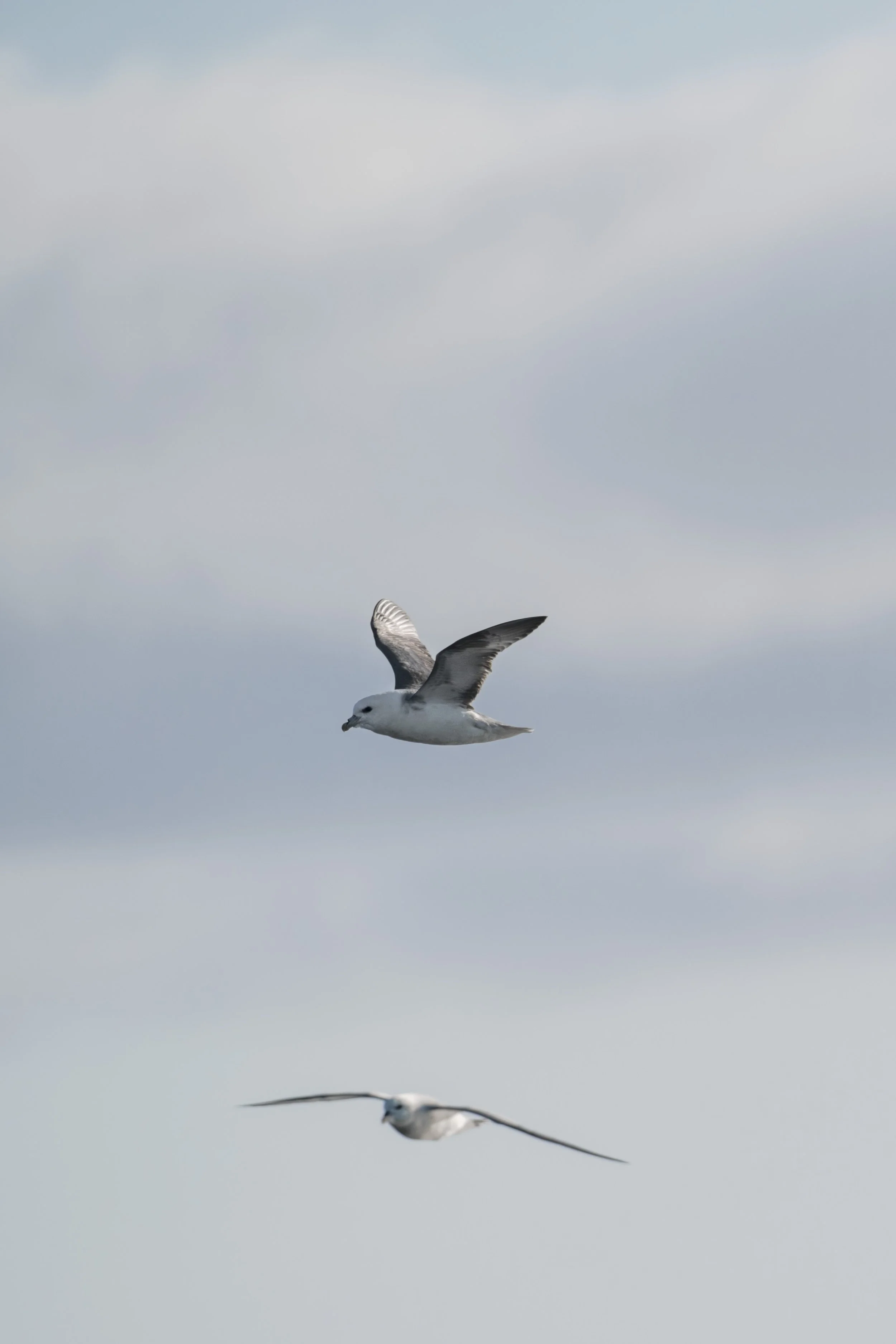 Northern Fulmar