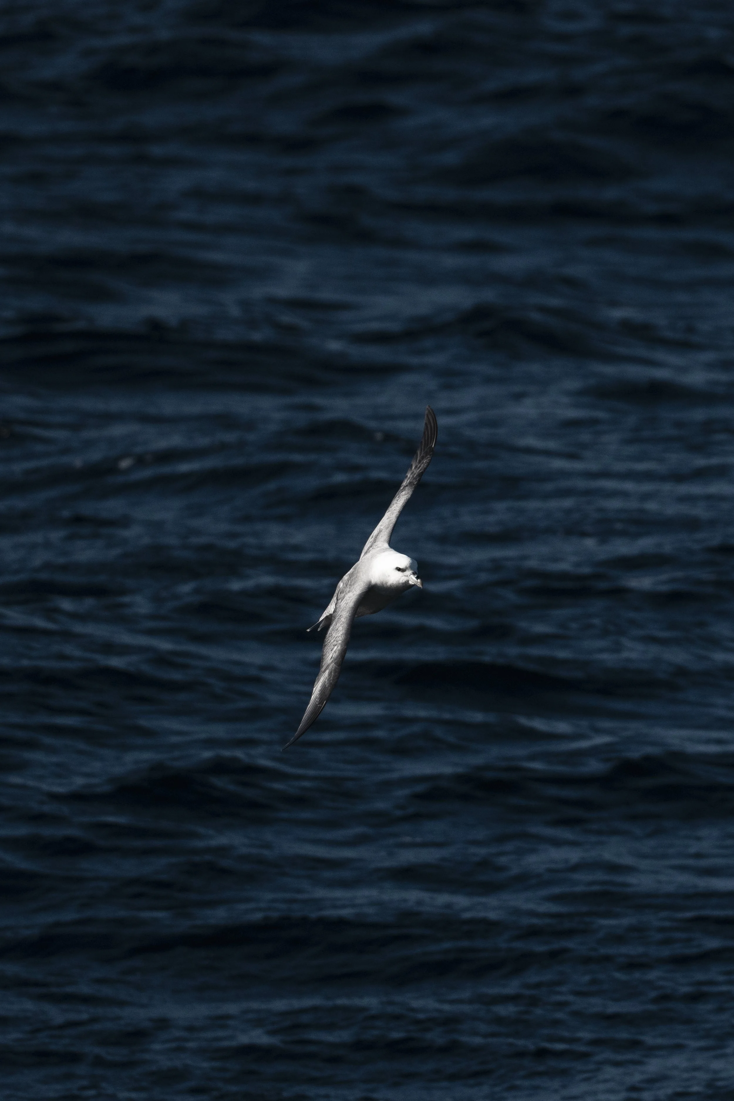 Northern Fulmar