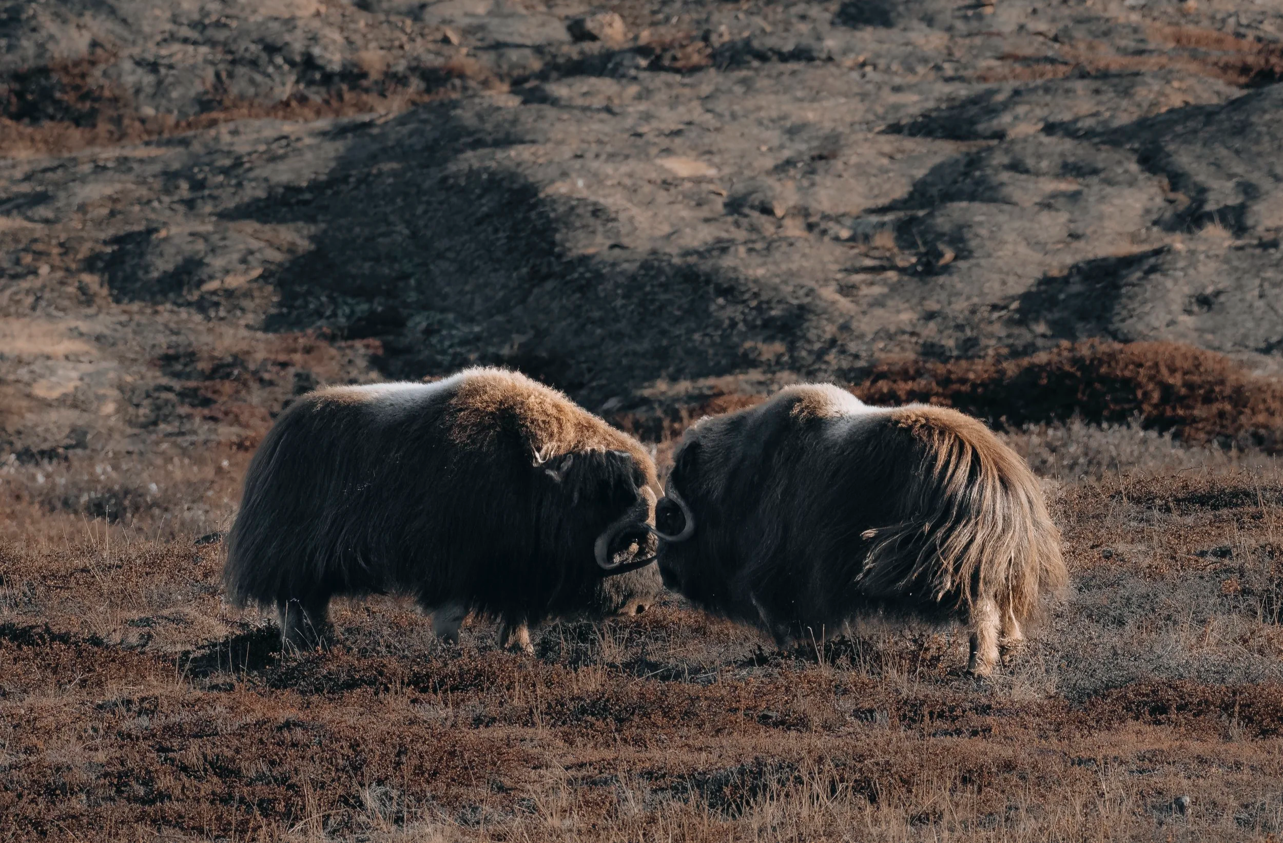 20250922-_DSC4887-DxO_DeepPRIME XD2s_XD.png