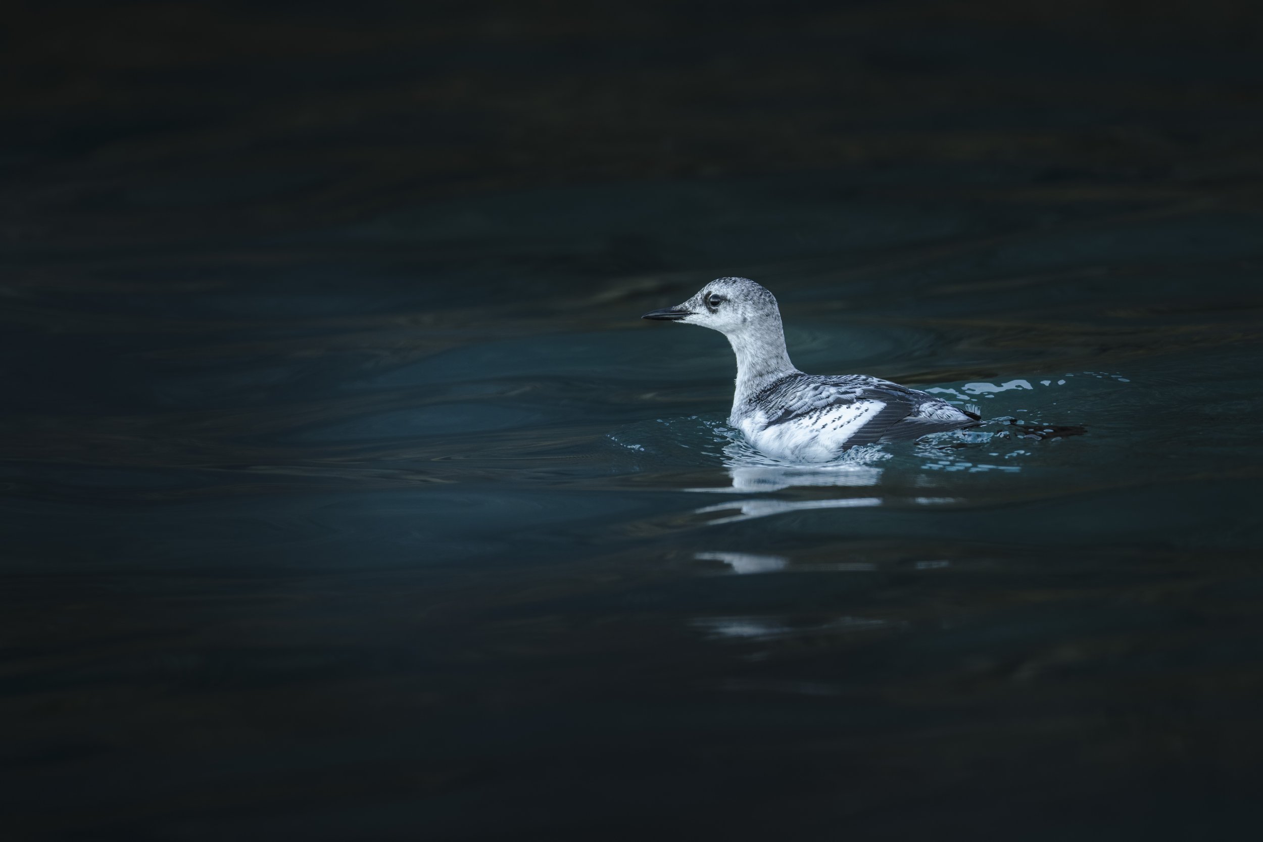 Black Guillemot (winter plumage)