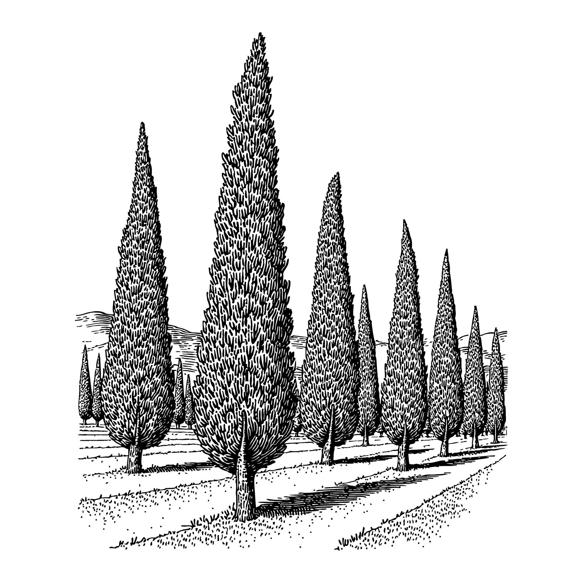 Black and white etching of rows of cypruss trees