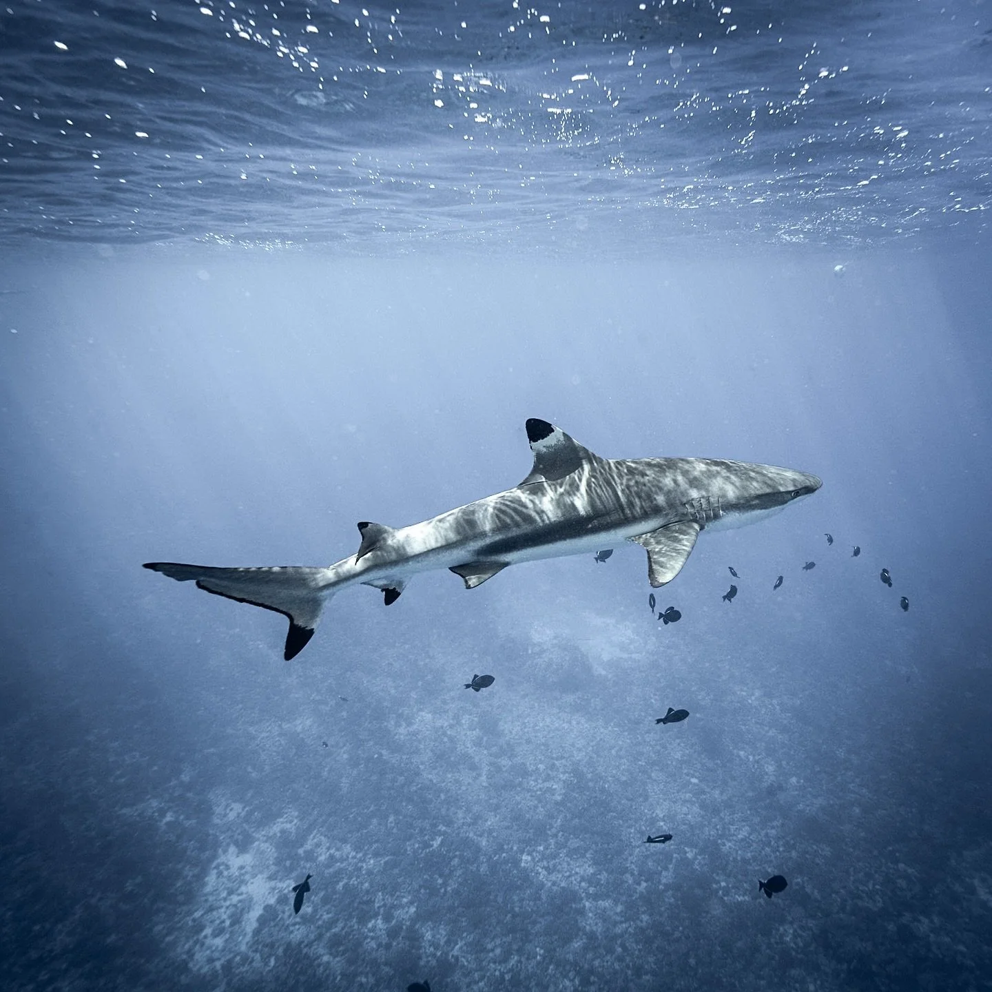 Black tip sharks of Moorea 🦈 
.
.
.
#moorea #frenchpolynesia #tahiti #shark #sharkweek #blacktipshark #ocean #oceanlover #oceanconservation #marineconservation #uw #uwphotography #sonyalpha #natgeoyourshot #ikelite #water #earth #nature #photography