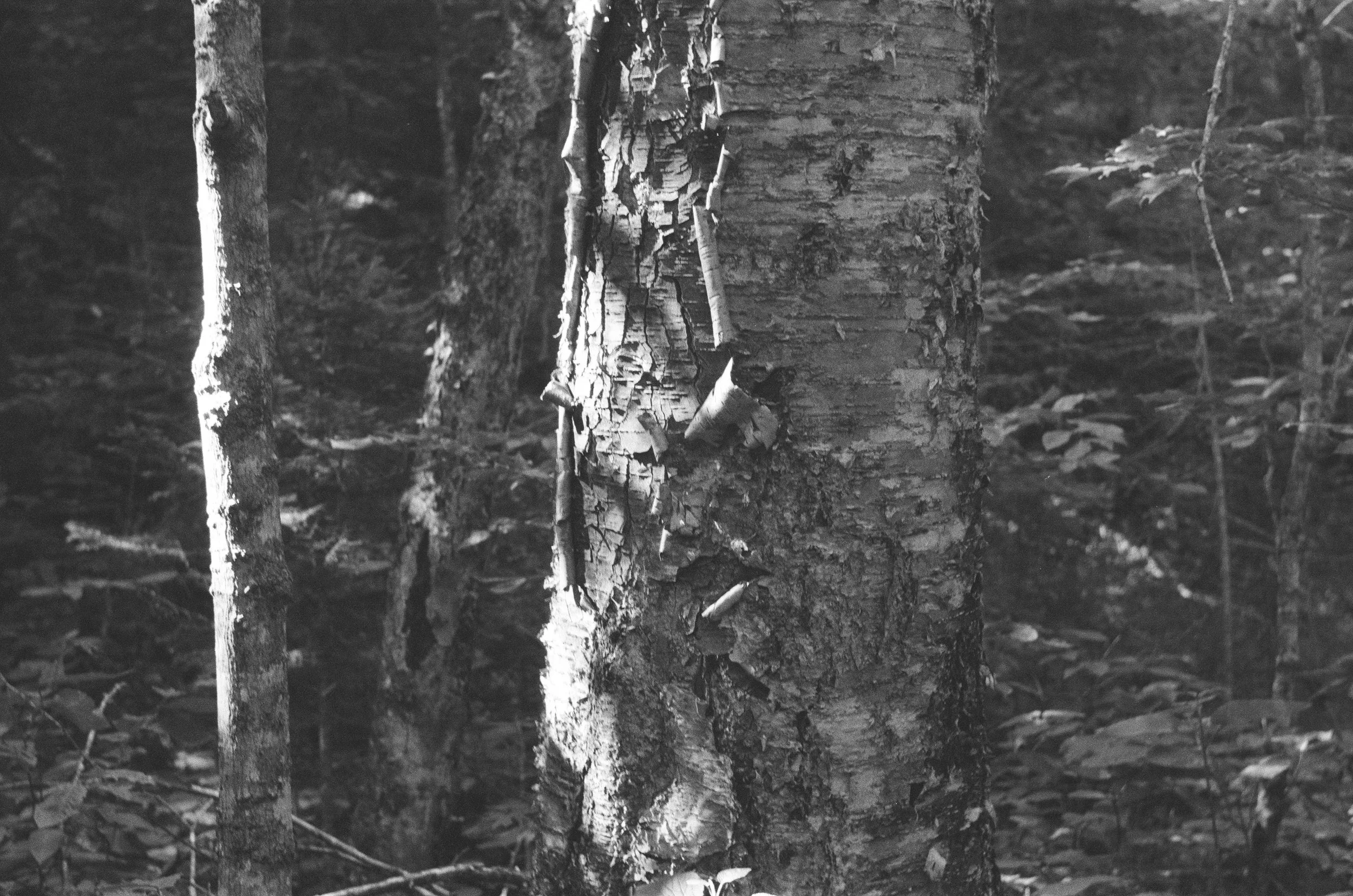 Waterville Valley, August 2025 (Leica IIIA)