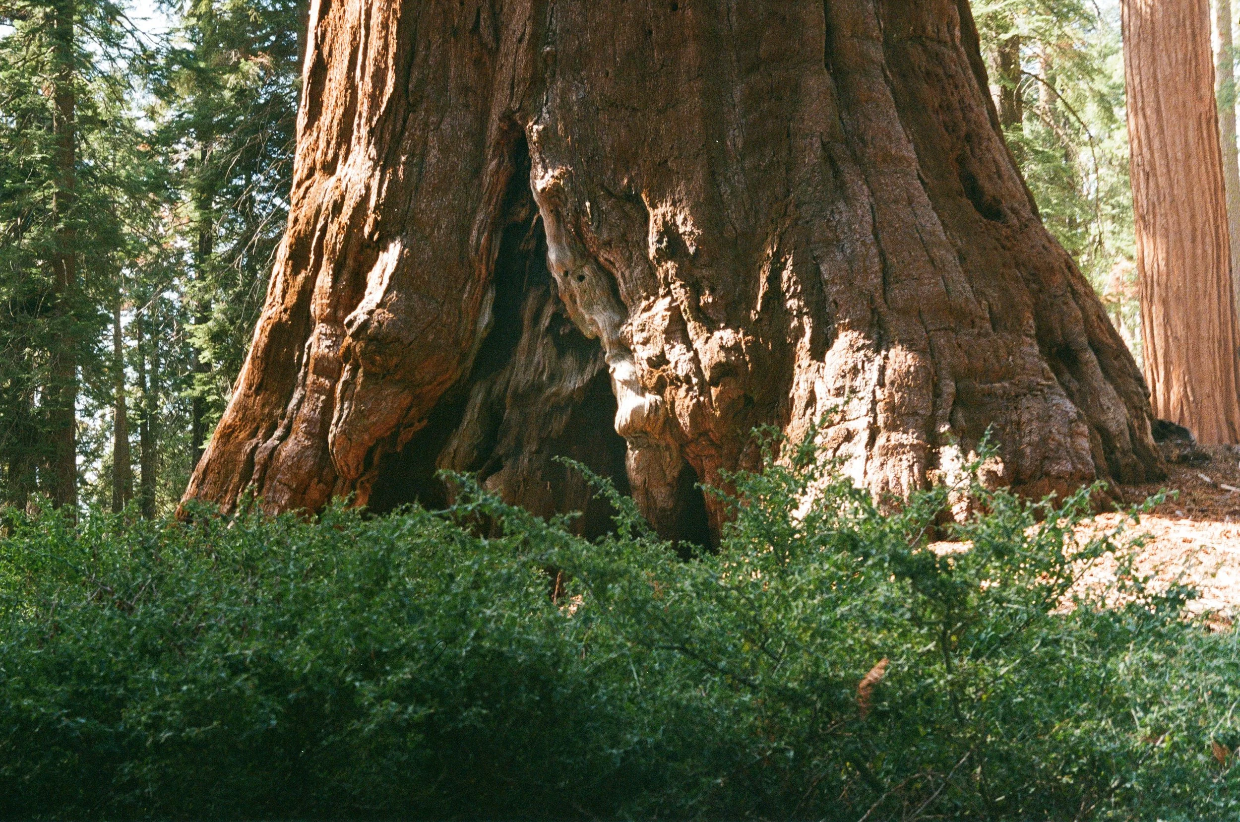 Sequoia National Park, September 2025 (Leica IIIA)