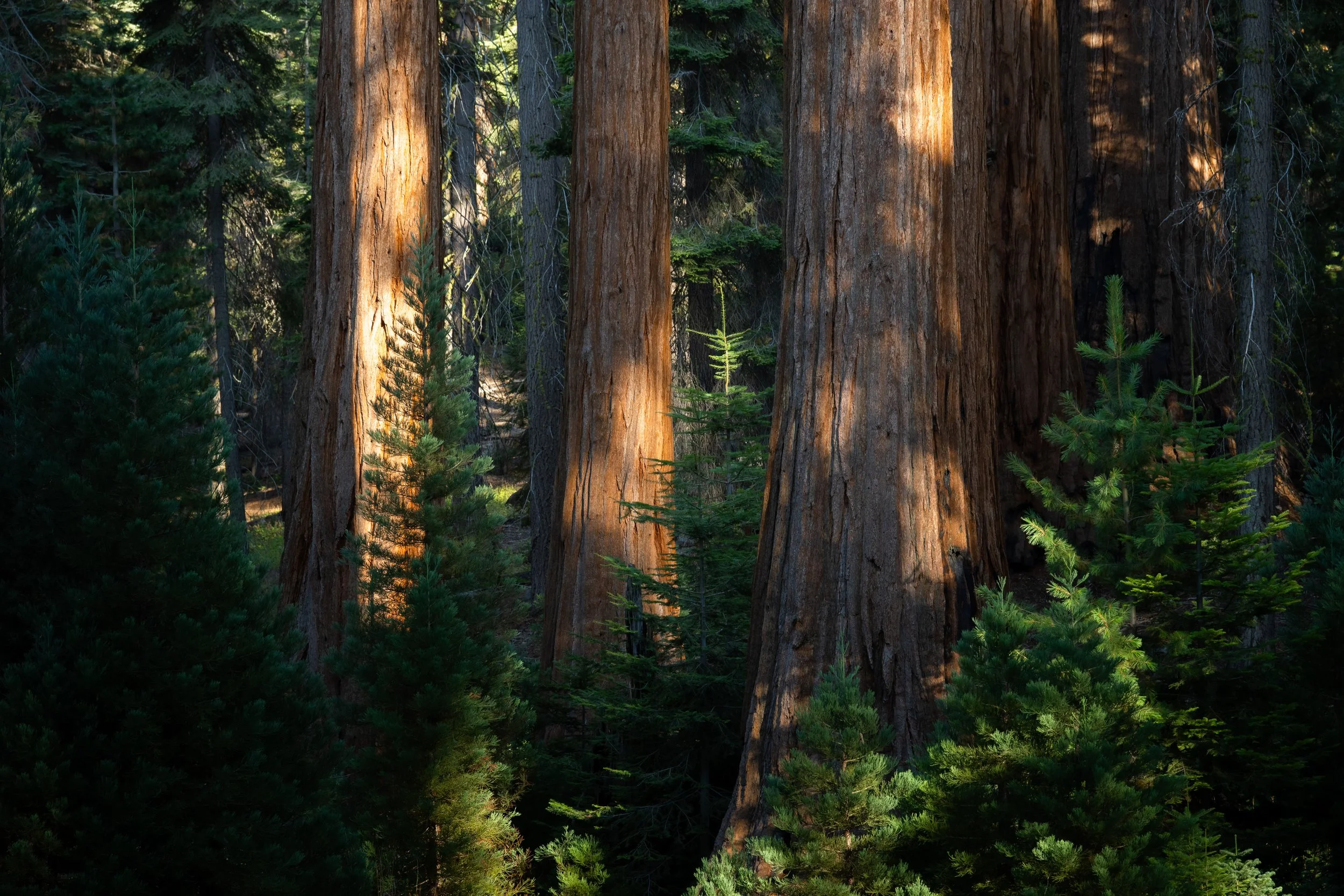 Sequoia, September 2025