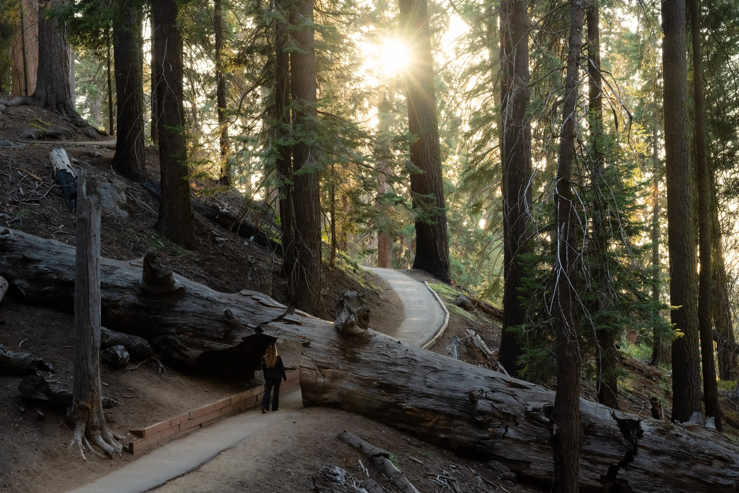 Sequoia, September 2025