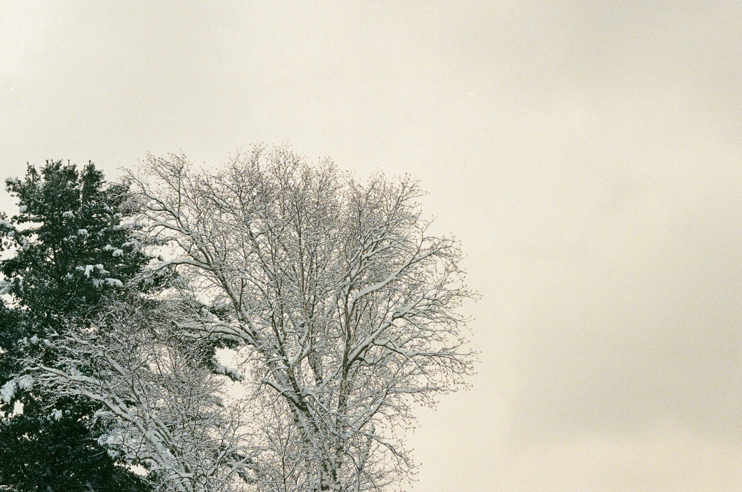 White Mountains, December 2025 (Leica IIIA)