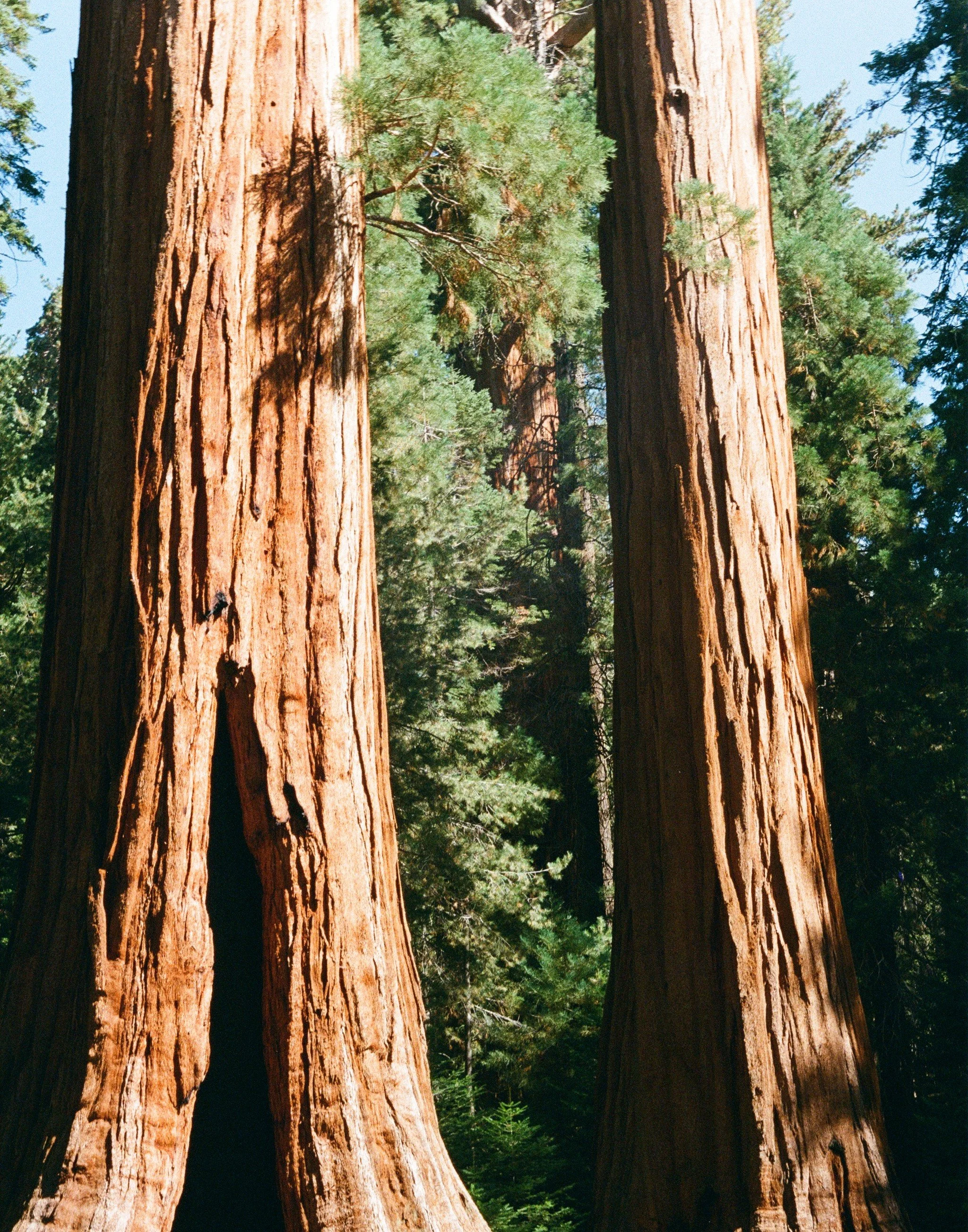 Sequoia National Park, September 2025 (Leica IIIA)