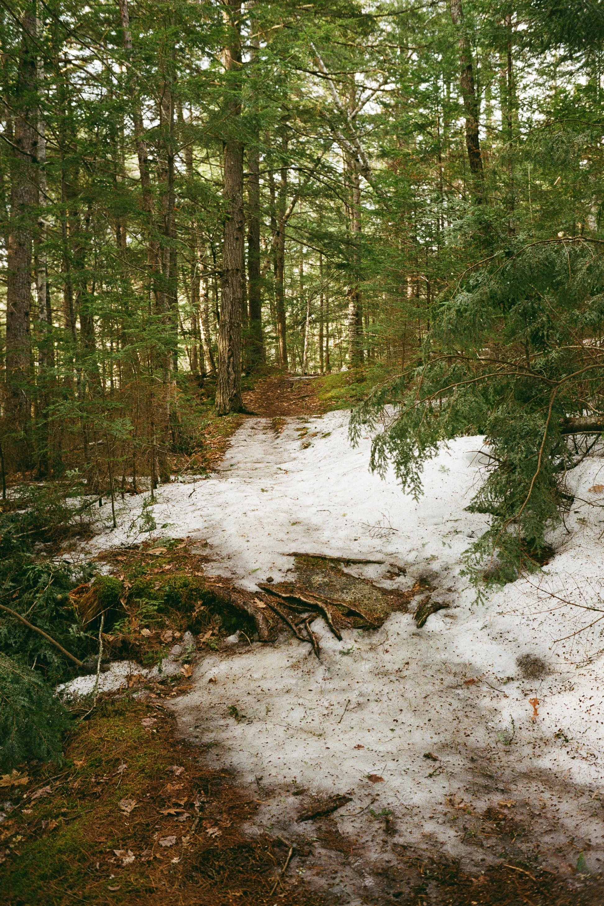White Mountains, April 2026 (Leica M6)