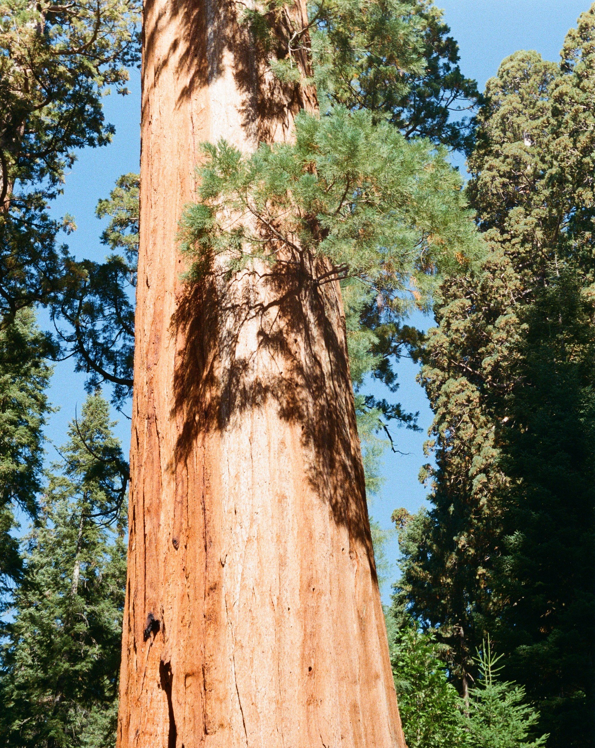Sequoia National Park, September 2025 (Leica IIIA)