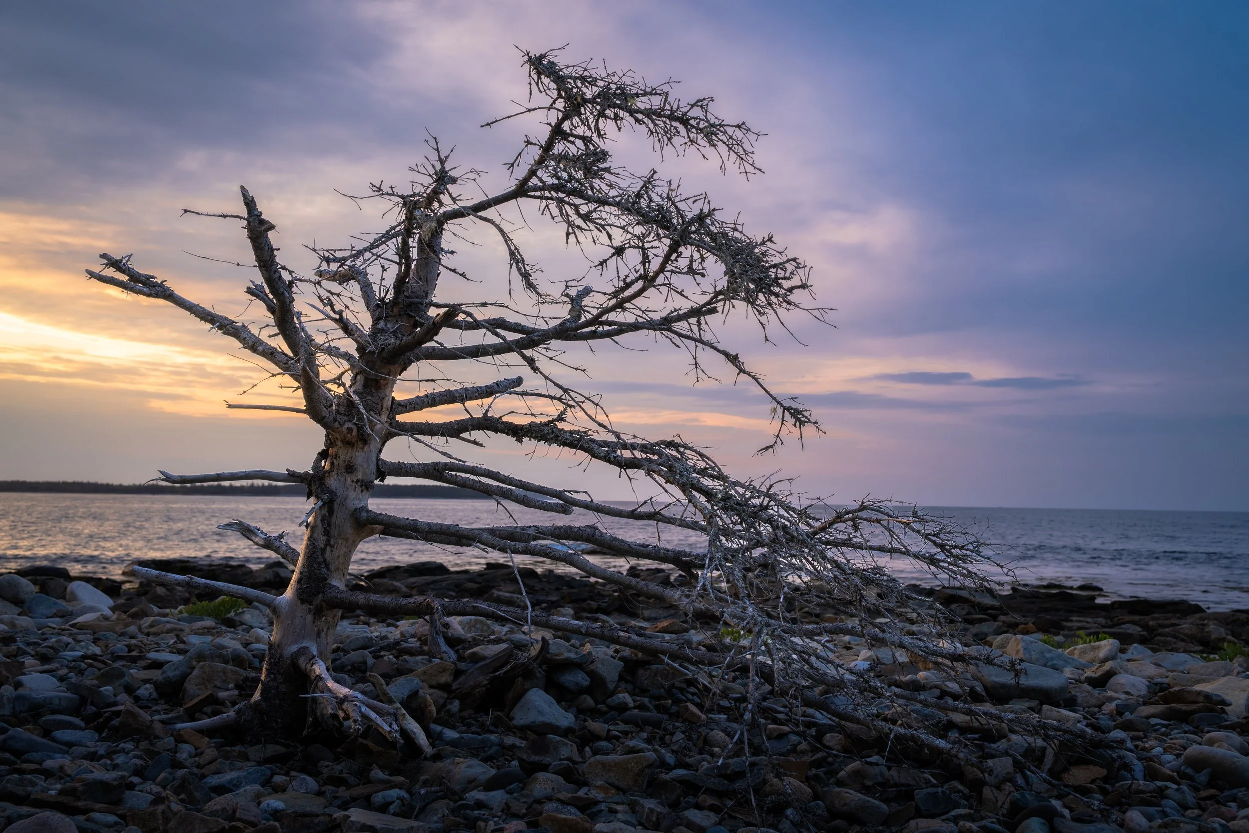 Acadia, June 2026