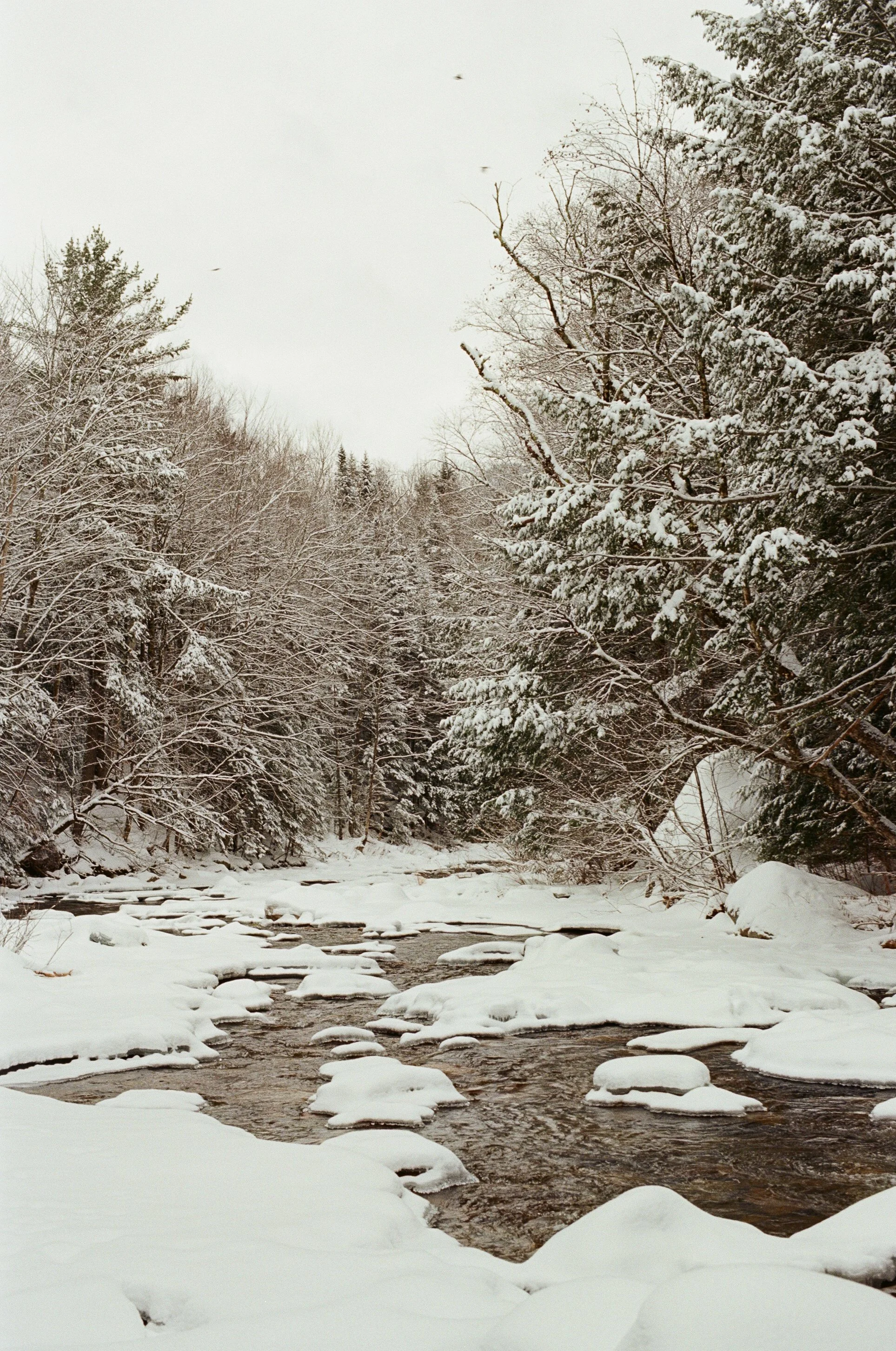 White Mountains, March 2026 (Nikon FM)