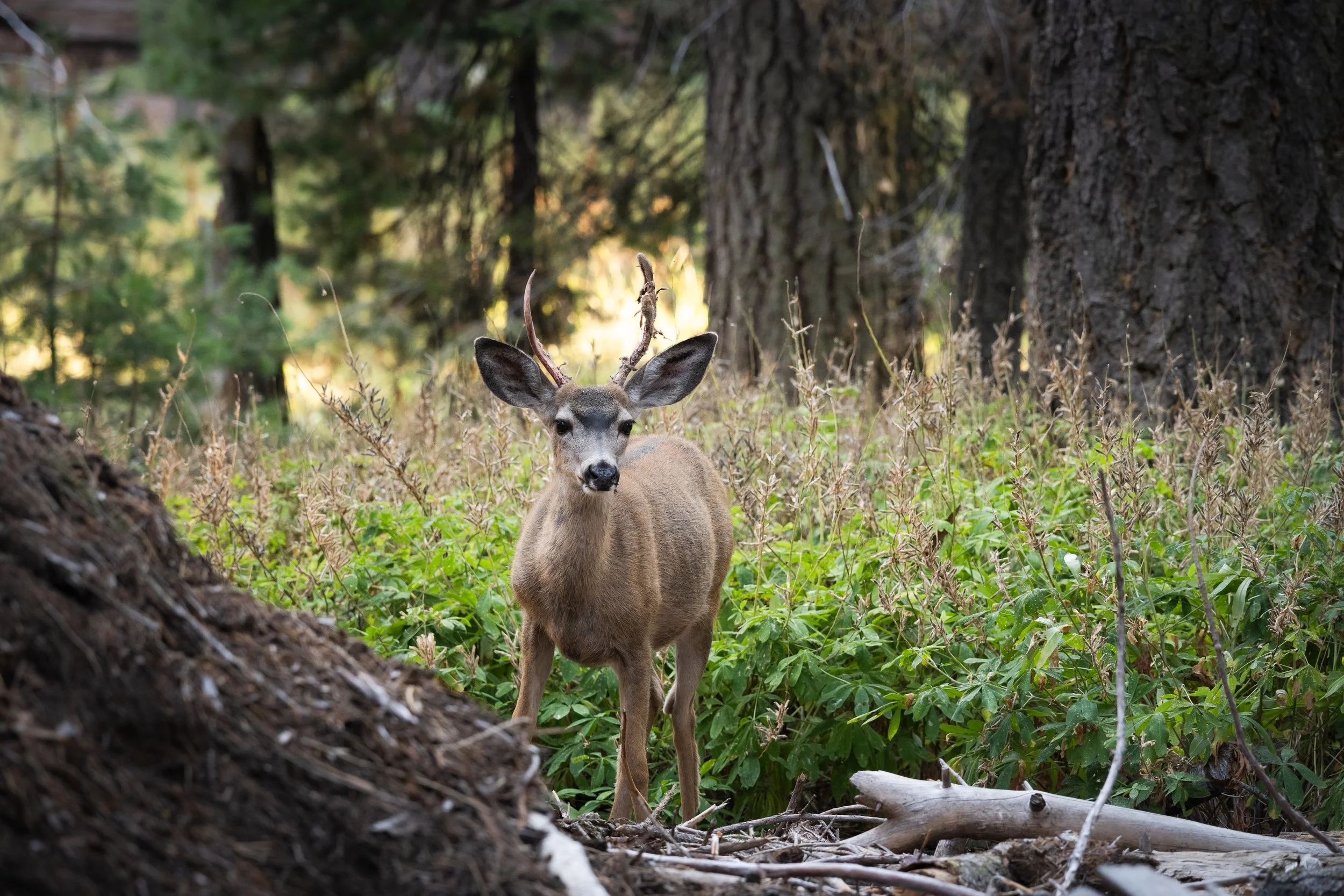 Sequoia, September 2025