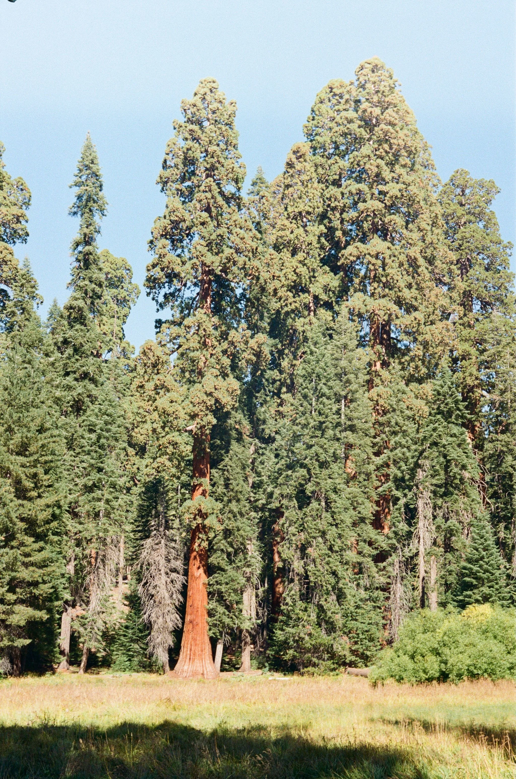 Sequoia National Park, September 2025 (Leica IIIA)