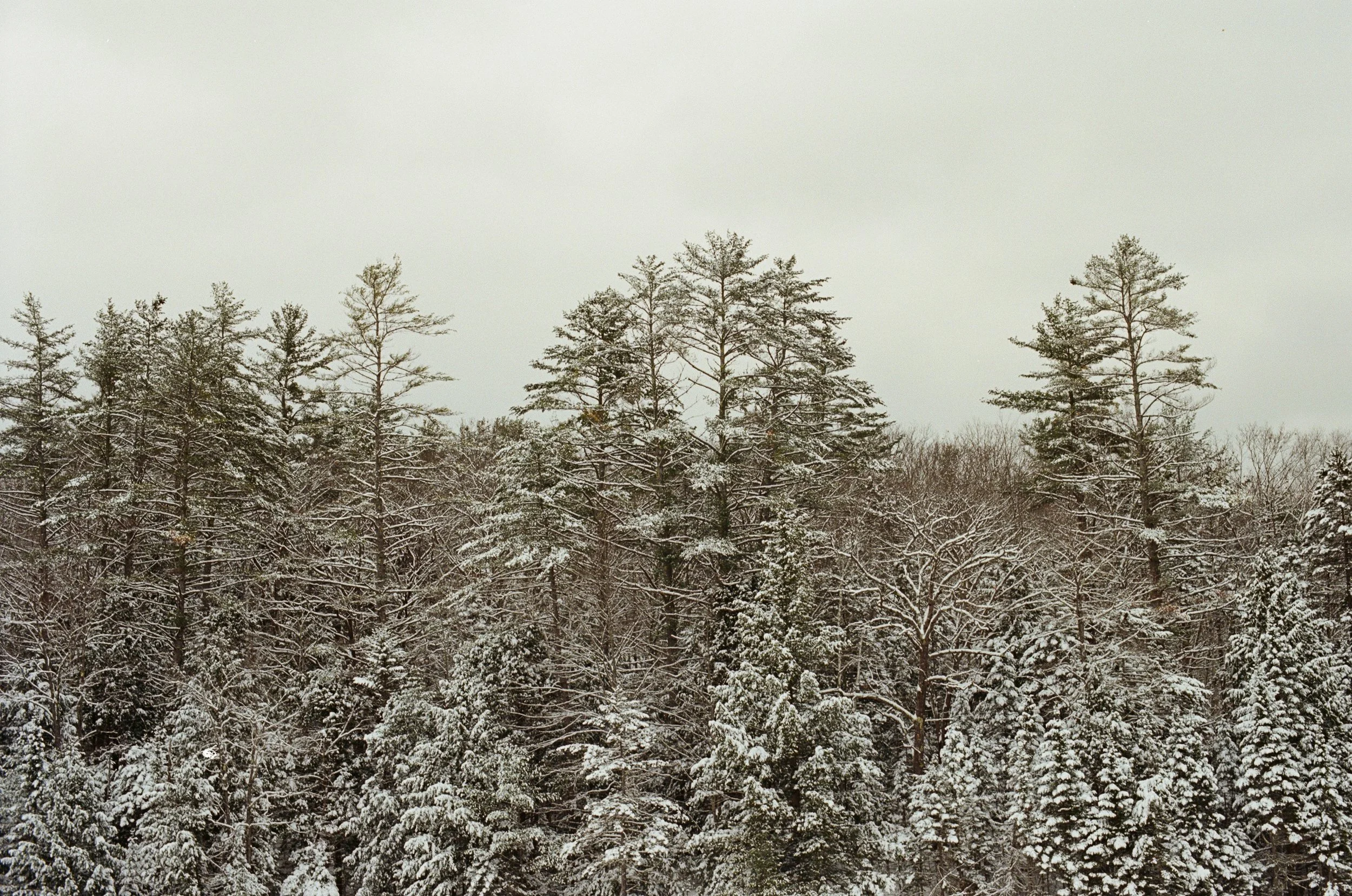 White Mountains, March 2026 (Nikon FM)