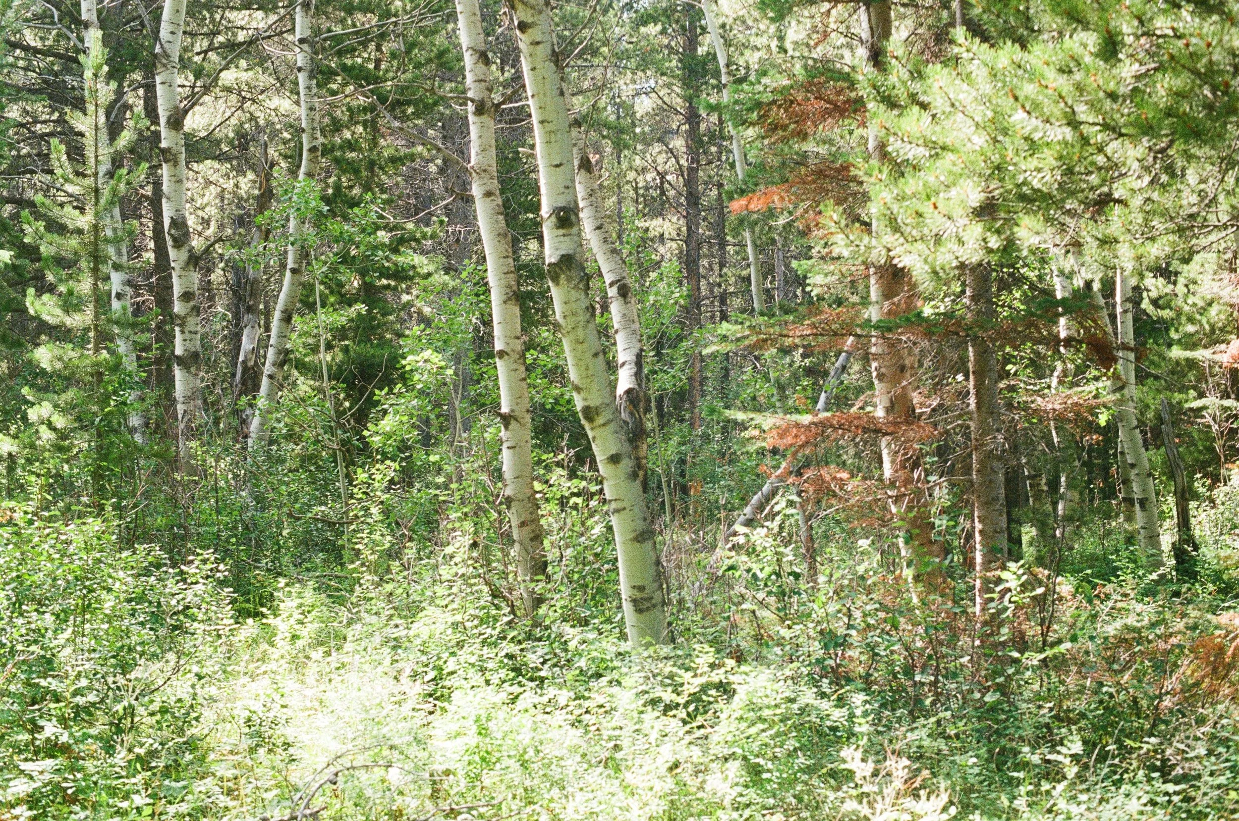 Fire In The Mountains, July 2025 (Nikon FM)