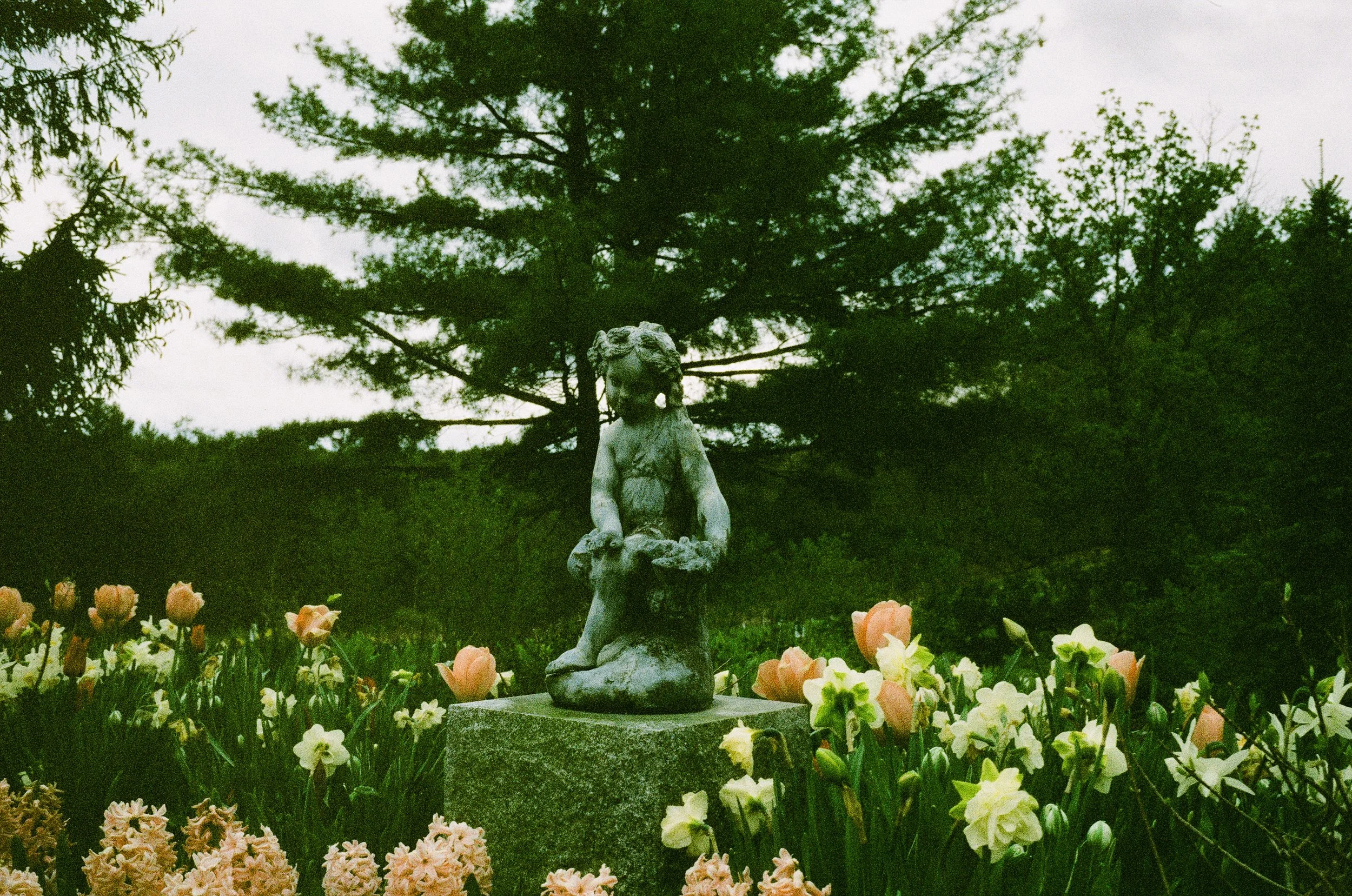 New England Botanic Garden, May 2026 (Leica M6)