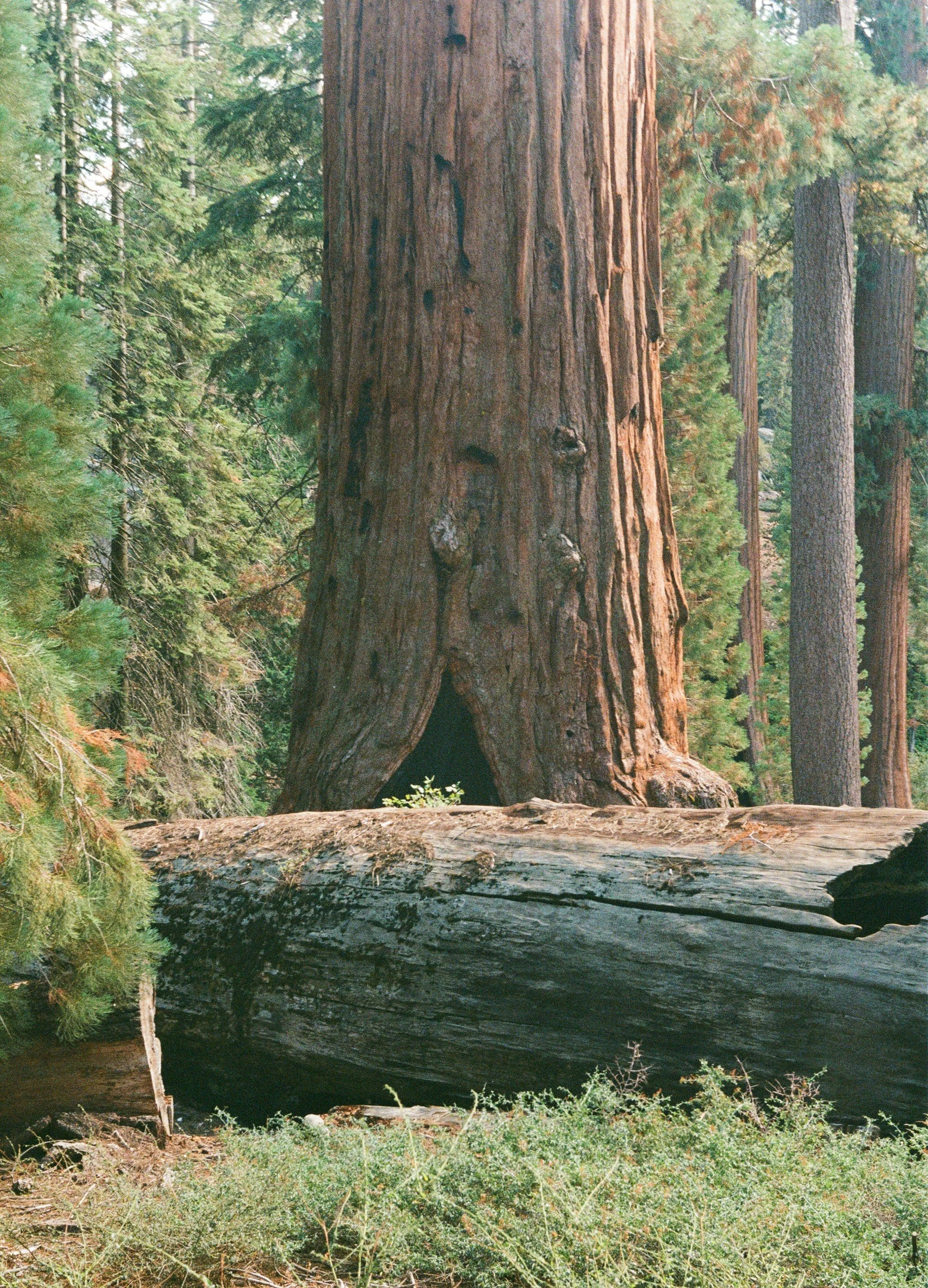 Sequoia National Park, September 2025 (Leica IIIA)
