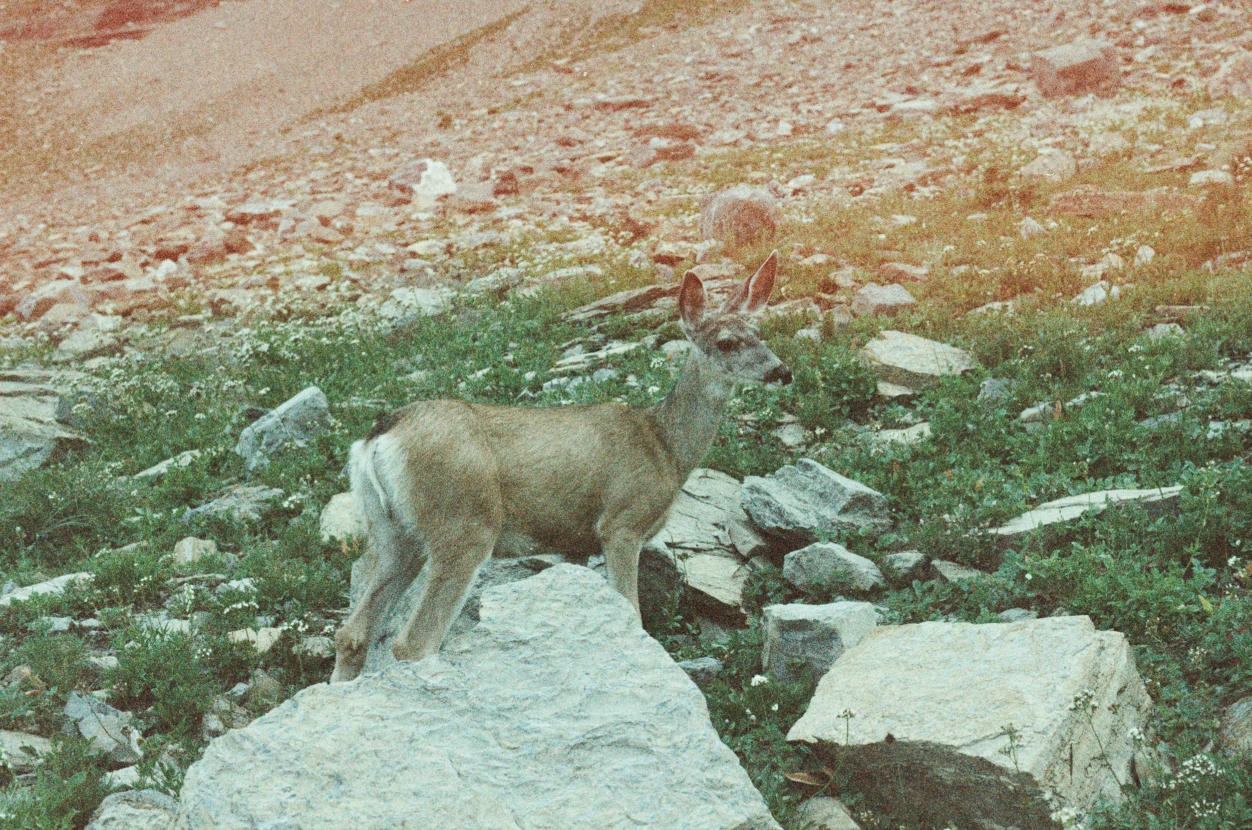 Glacier National Park, July 2025 (Nikon FM)