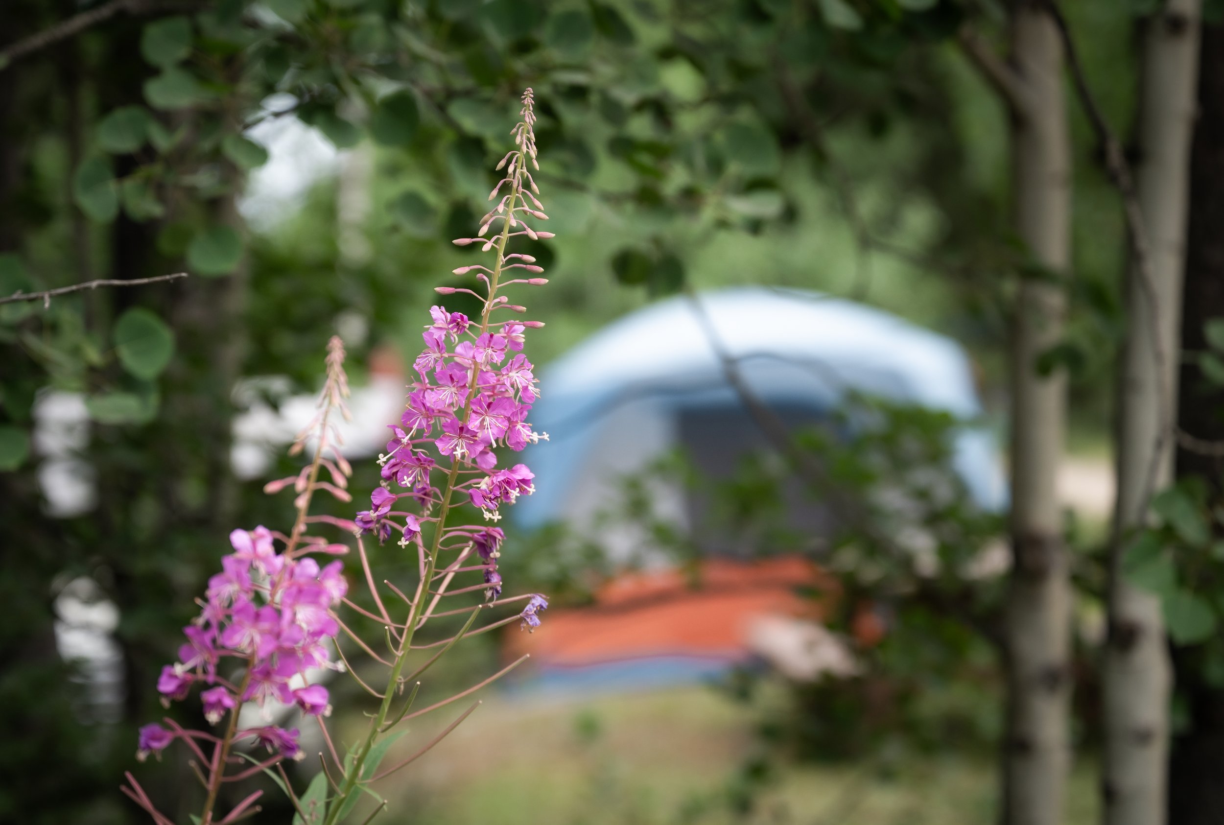 Festival Grounds