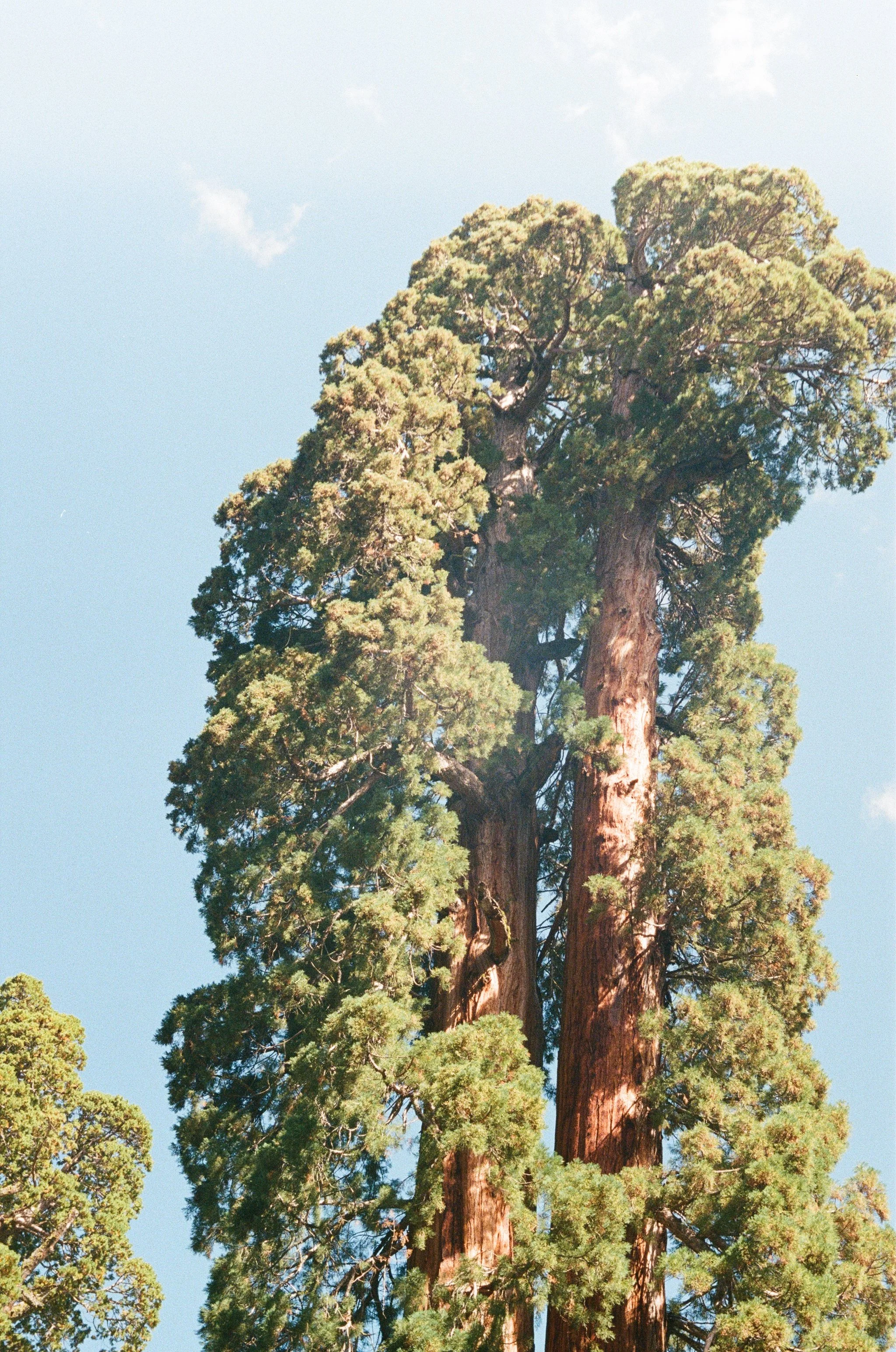 Sequoia National Park, September 2025 (Leica IIIA)