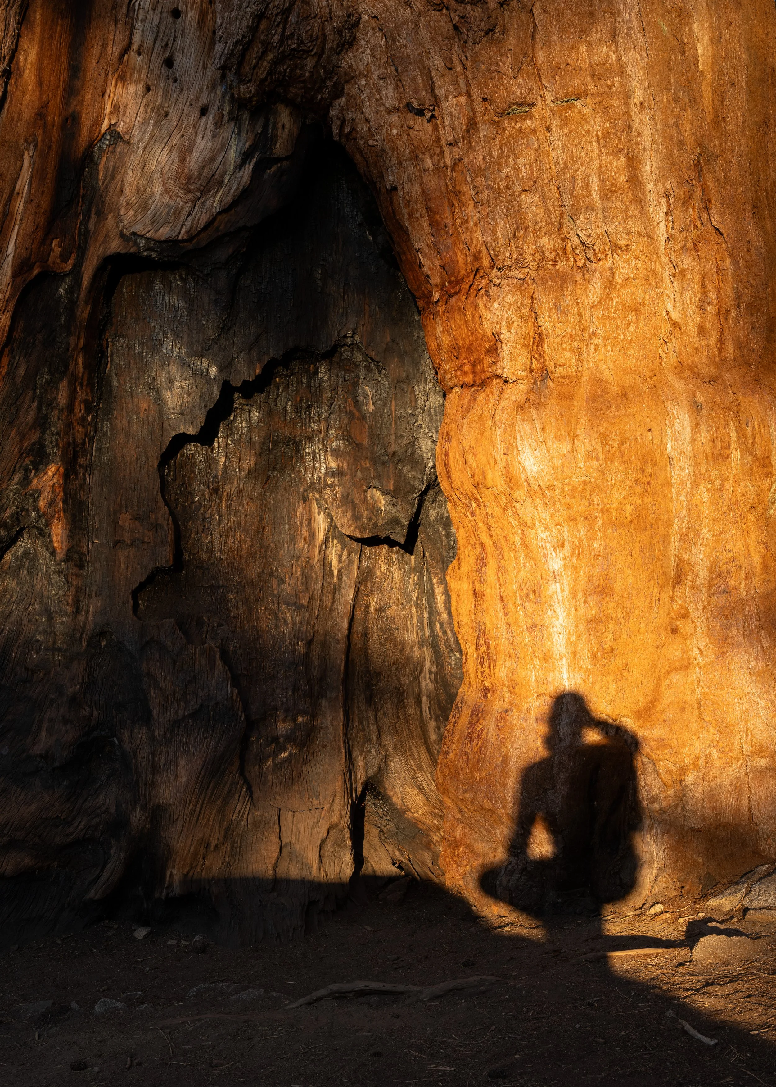 Sequoia, September 2025