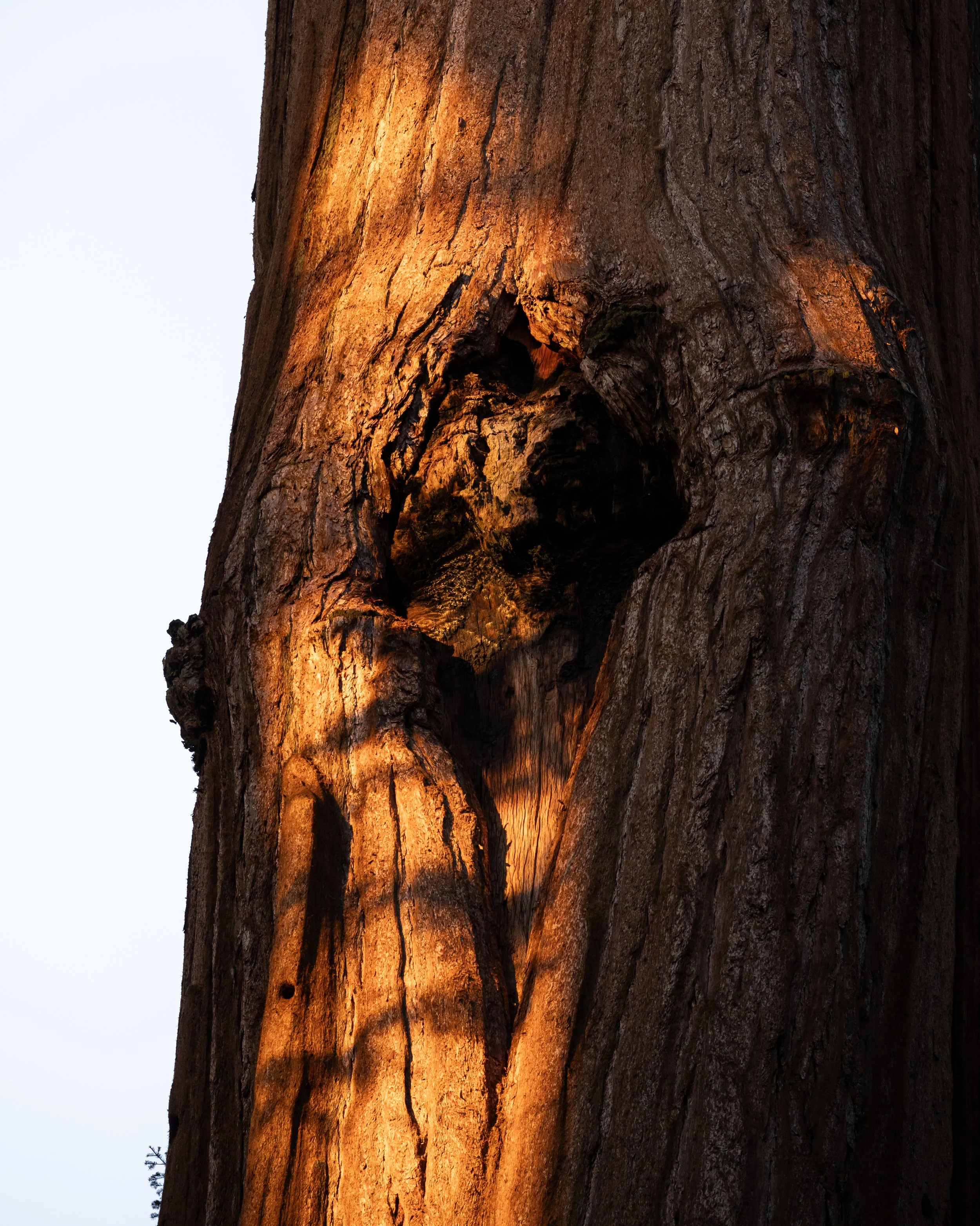 Sequoia, September 2025