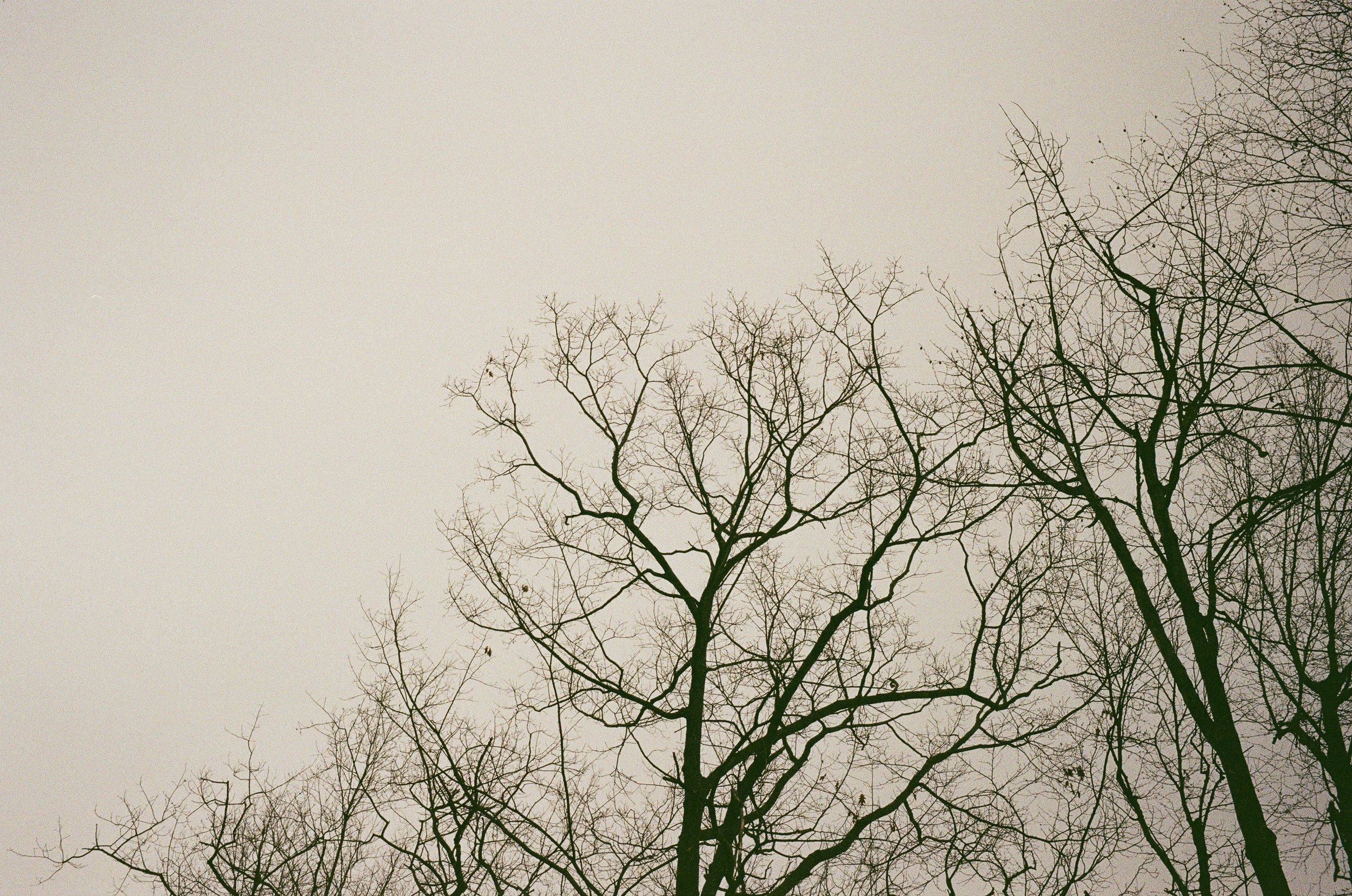 Concord, April 2026 (Leica M6)