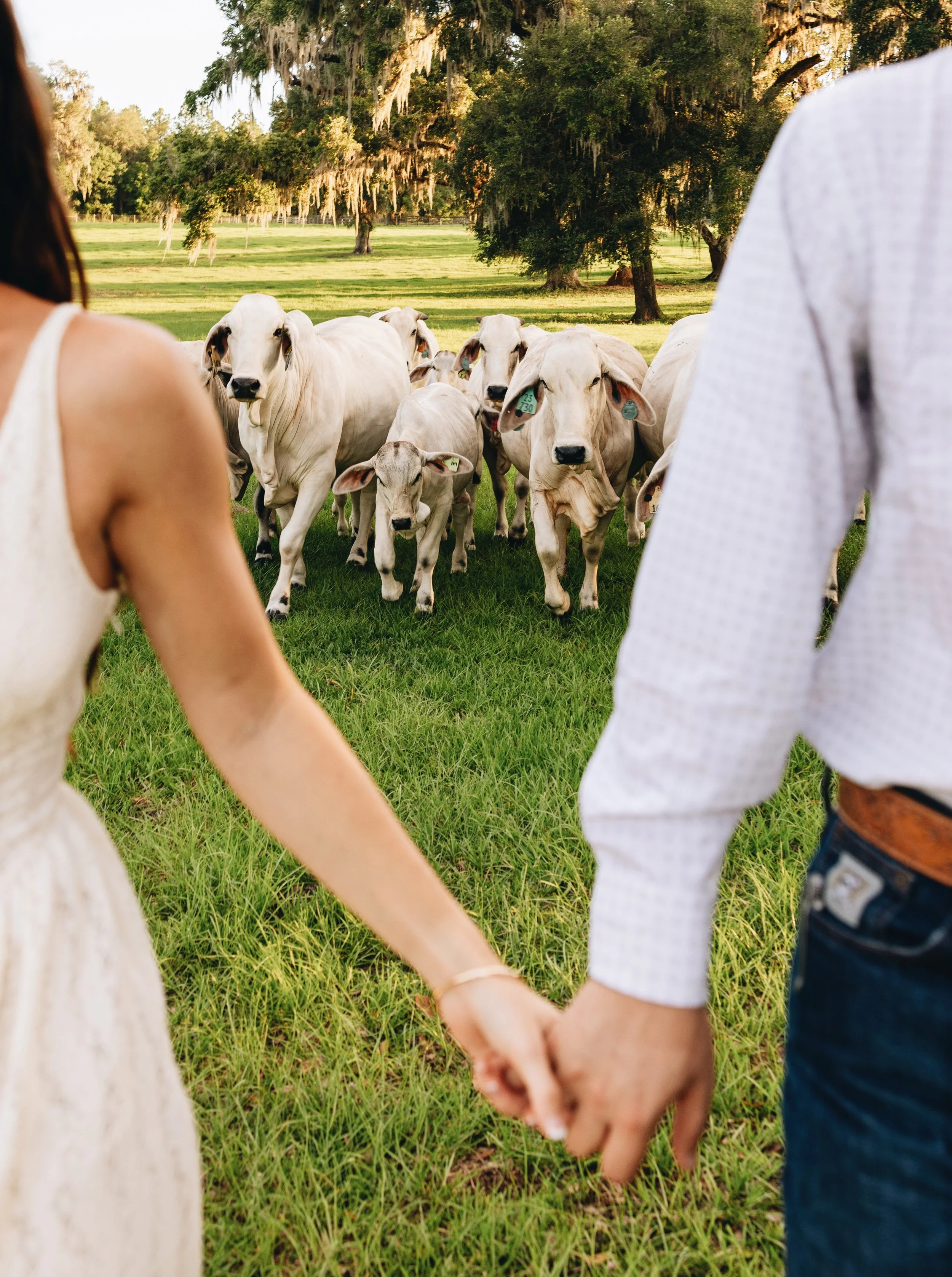 A man and woman holding hands while standing in front of a herd of cows in a grassy field, with trees in the background.
