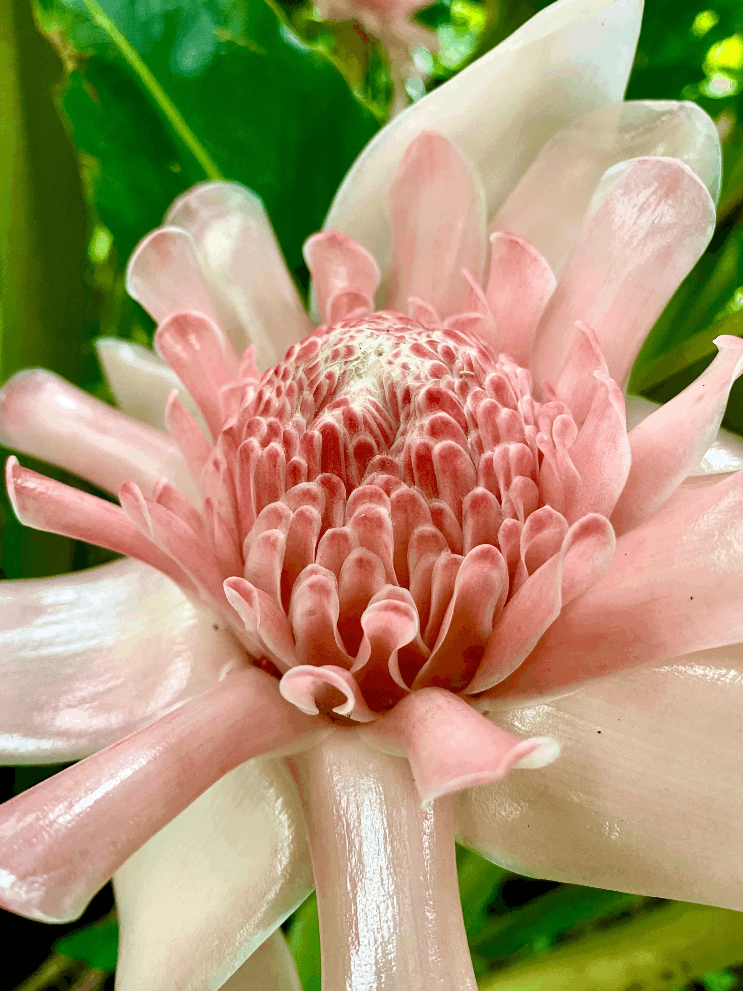 Feminine Ancestral Freedom