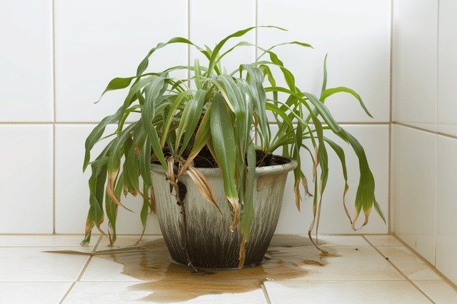 Today is the first day of the 12 Days of Christmas Challenge and we are talking about hydration (by the way - if you haven't joined the challenge yet and want to, let me know in the comments below or send me a DM and I will send you the link to join!