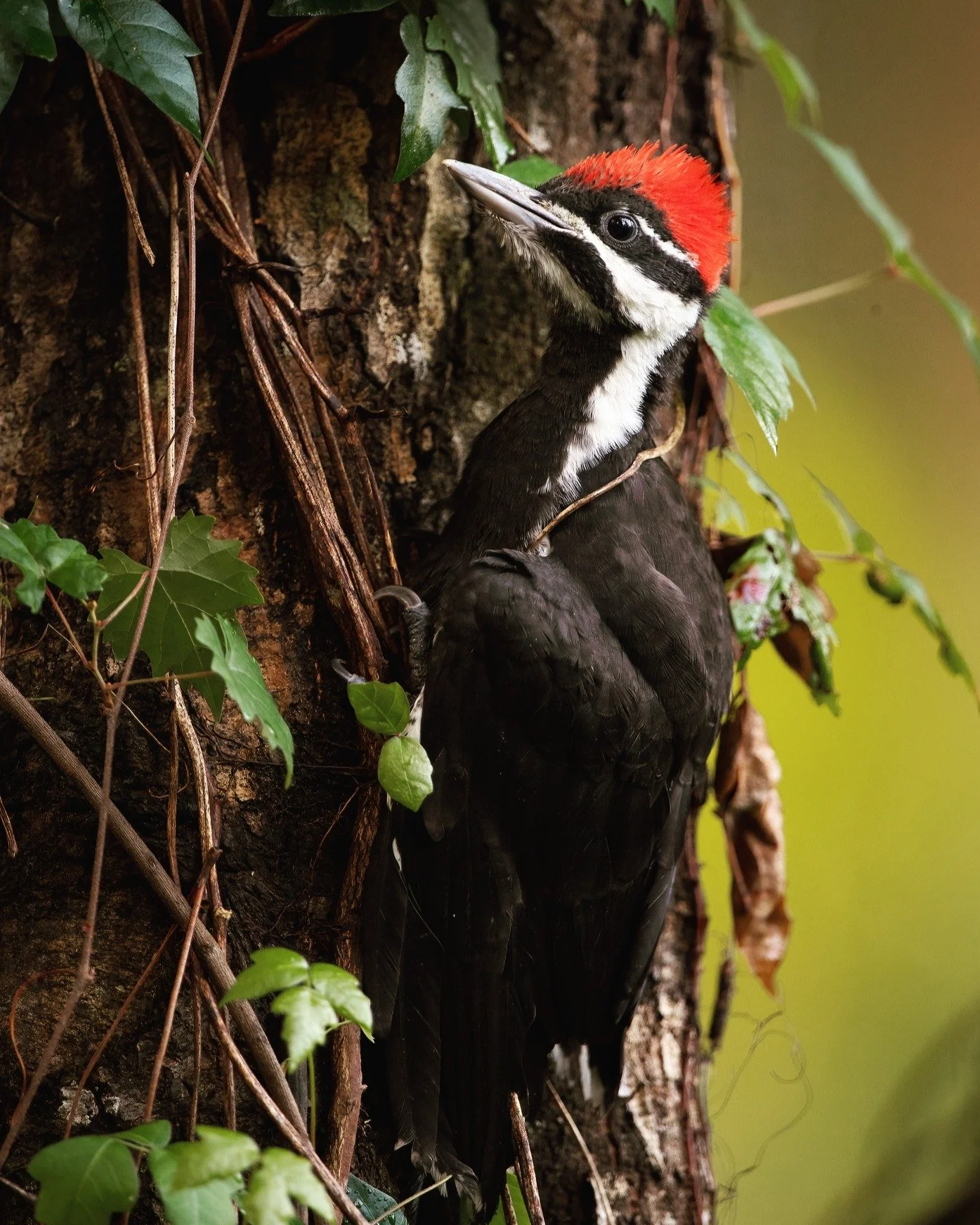The symphony this morning was im-peck-able.

The pileated woodpecker, the unofficial deejay of Nova Scotia forests ... 

#novascotia #woodpeckers #vacationlikeyoumeanit #atlanticcanada