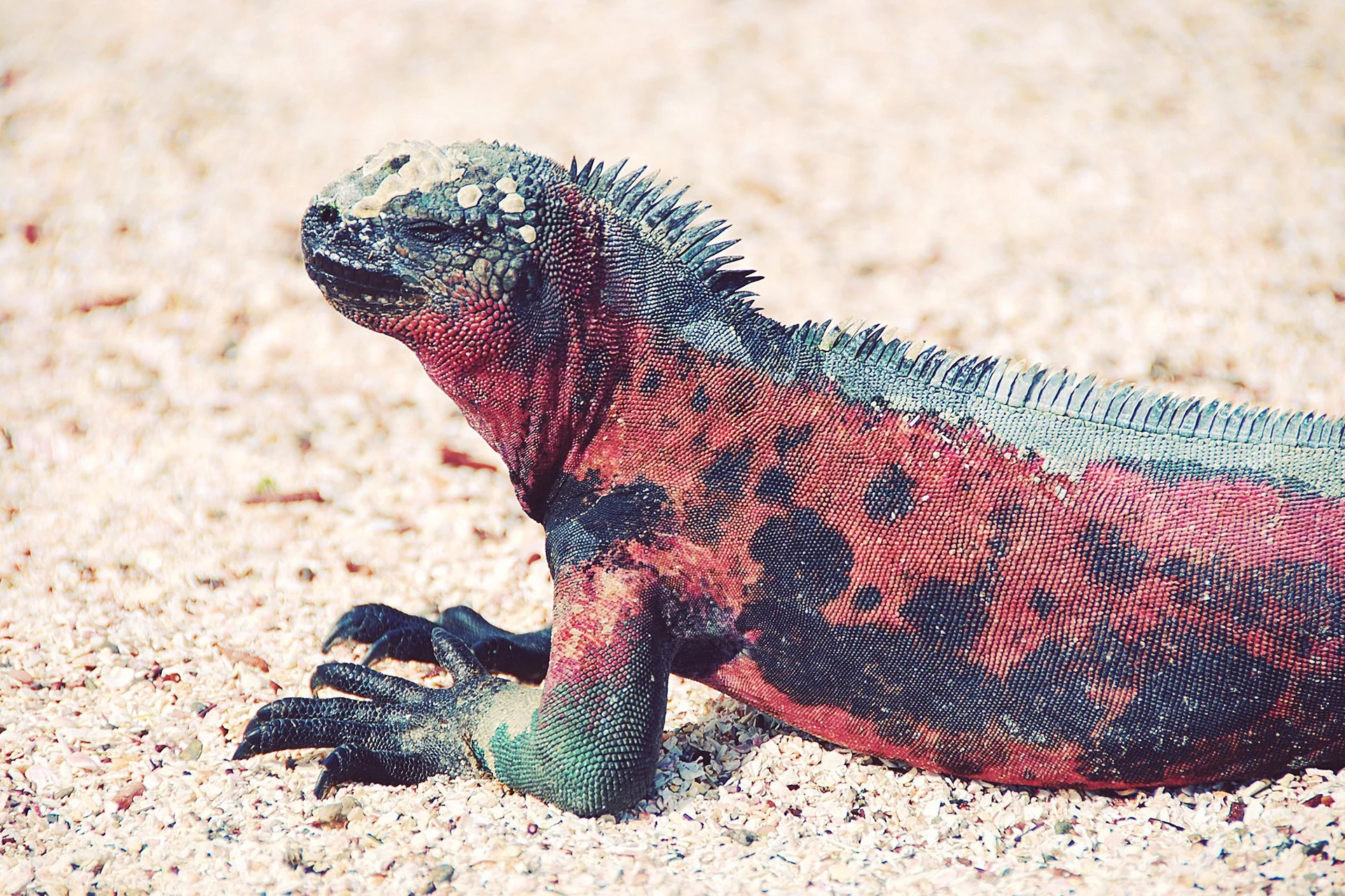 10-Animals-abisingmin.jpg