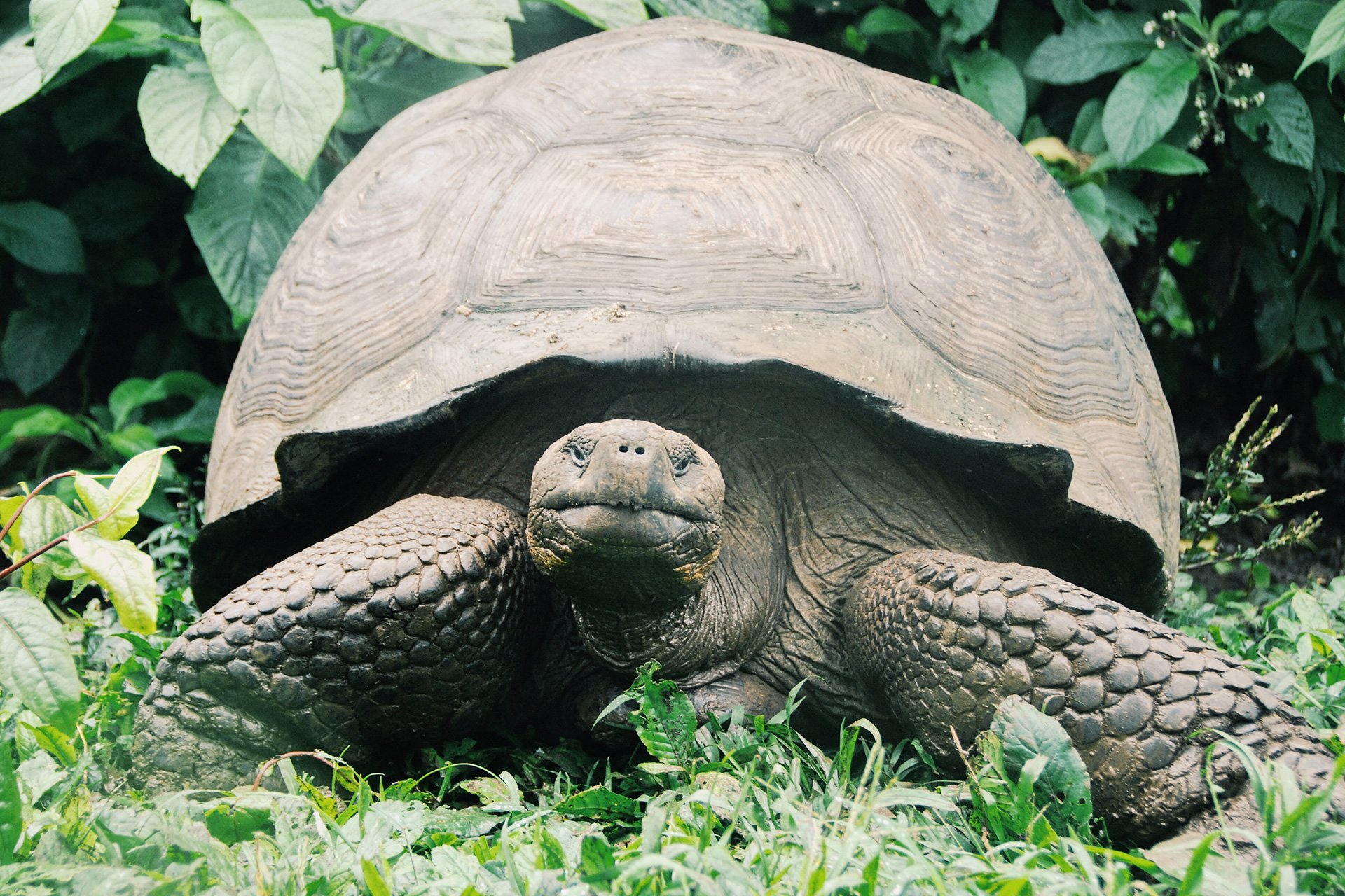 03-Galapagos-abisingmin.jpg