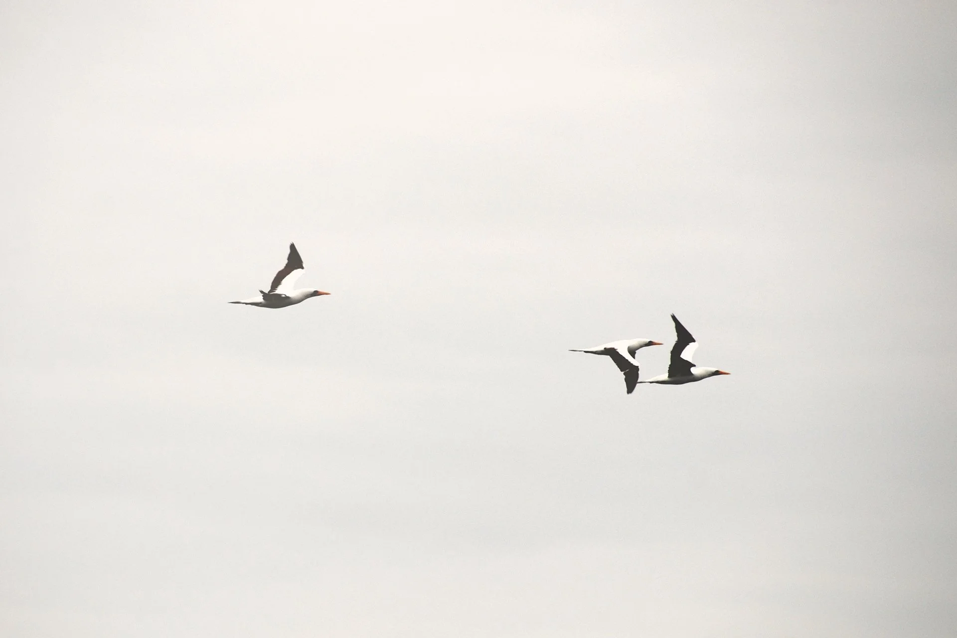 14-Galapagos-abisingmin.jpg