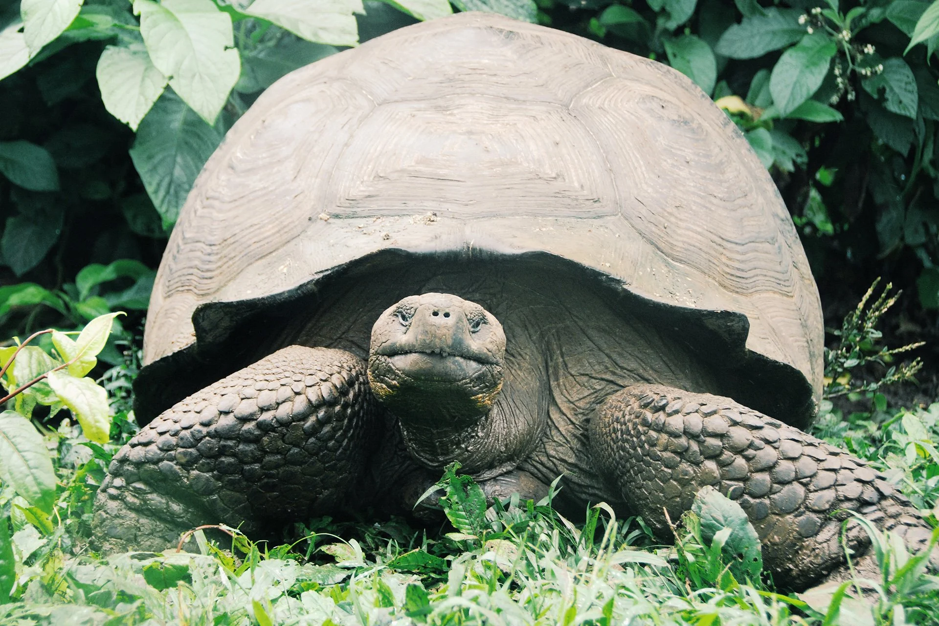 08-Animals-abisingmin.jpg