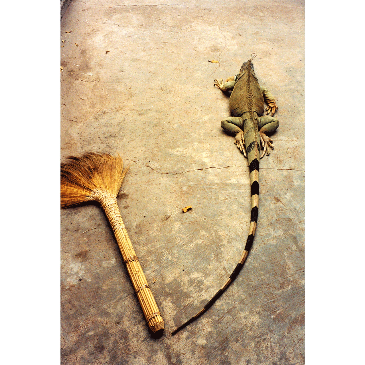 20-Animals-abisingmin.png
