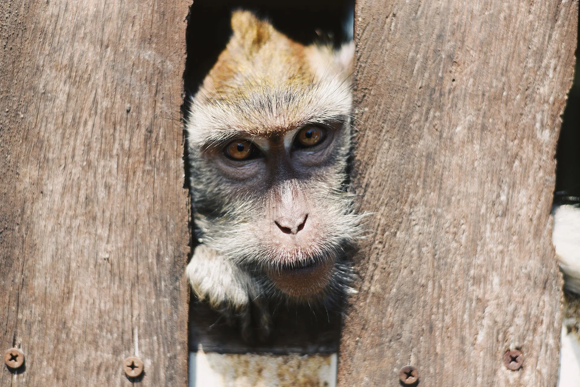 11-Animals-abisingmin.jpg
