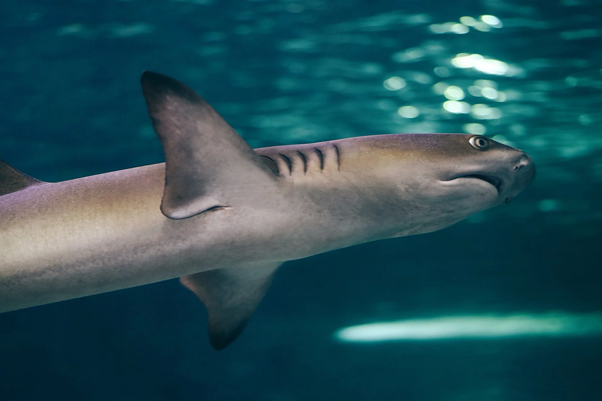 19-Animals-abisingmin.jpg