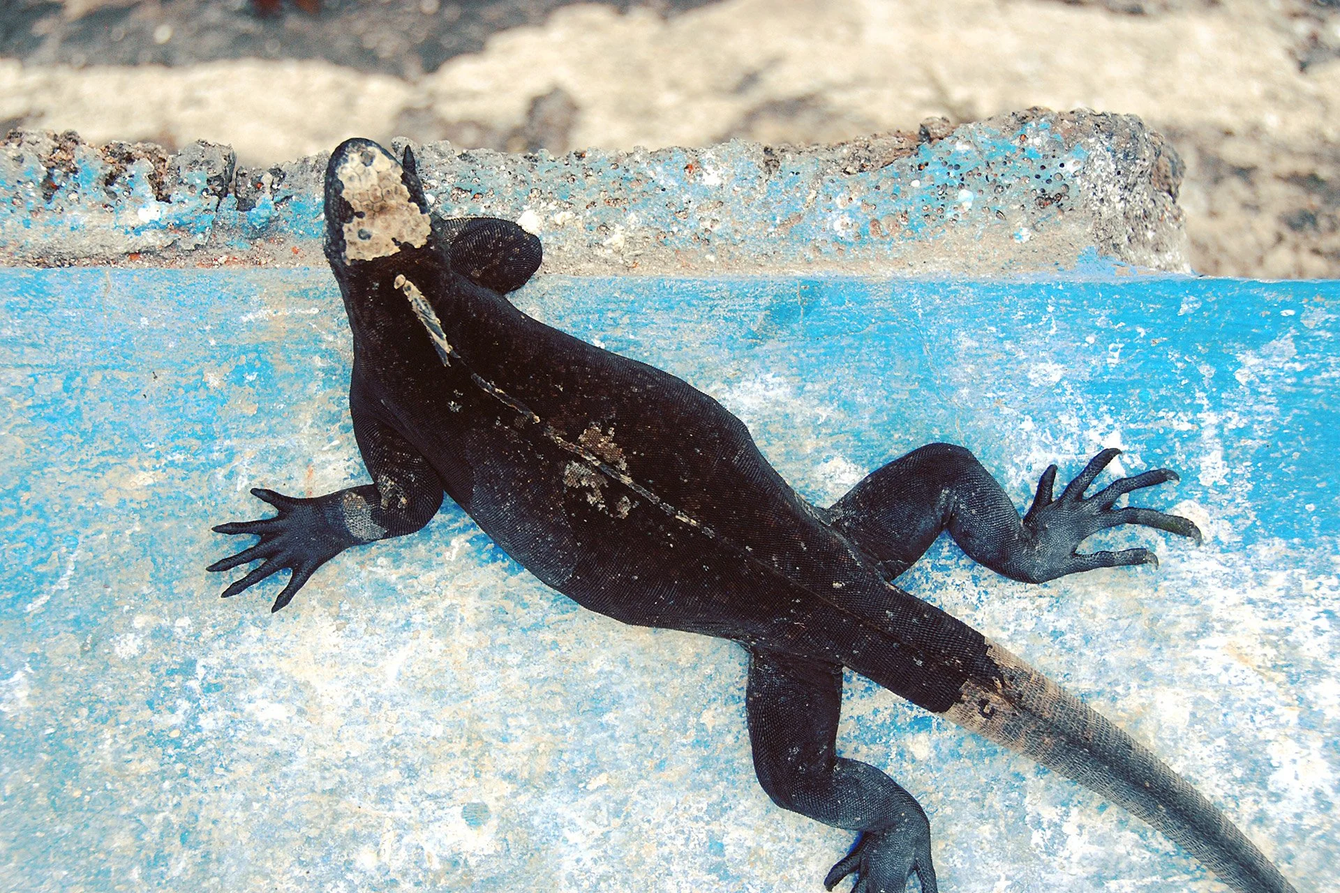 08-Galapagos-abisingmin.jpg