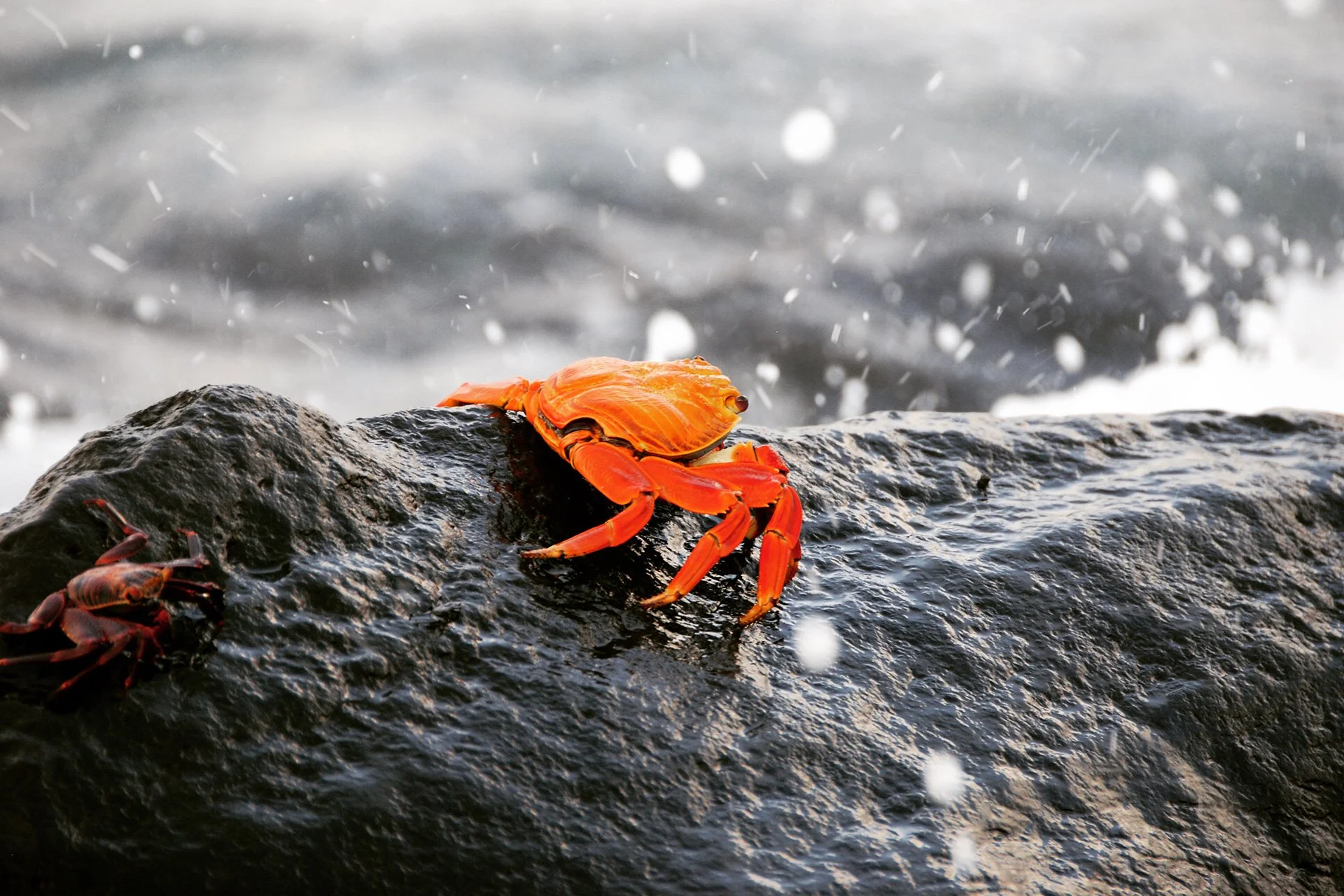 10-Galapagos-abisingmin.jpg
