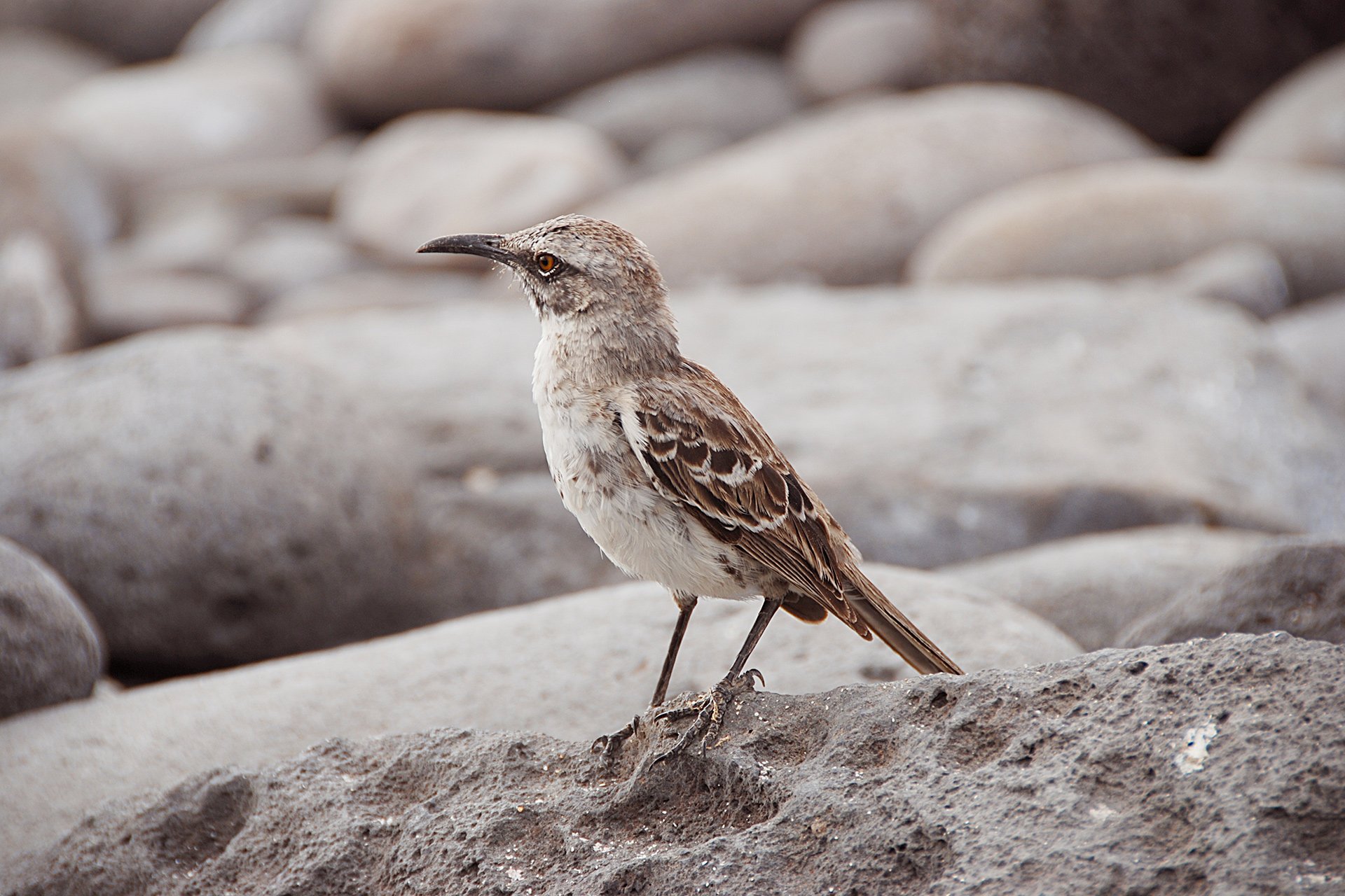 13-Galapagos-abisingmin.jpg