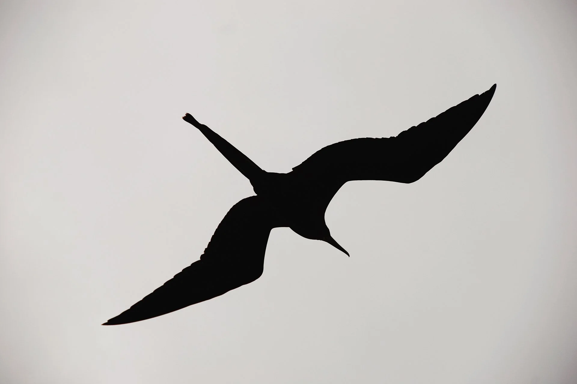 19-Galapagos-abisingmin.jpg