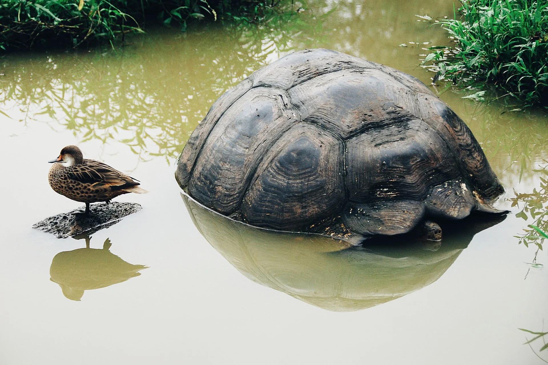 16-Galapagos-abisingmin.jpg