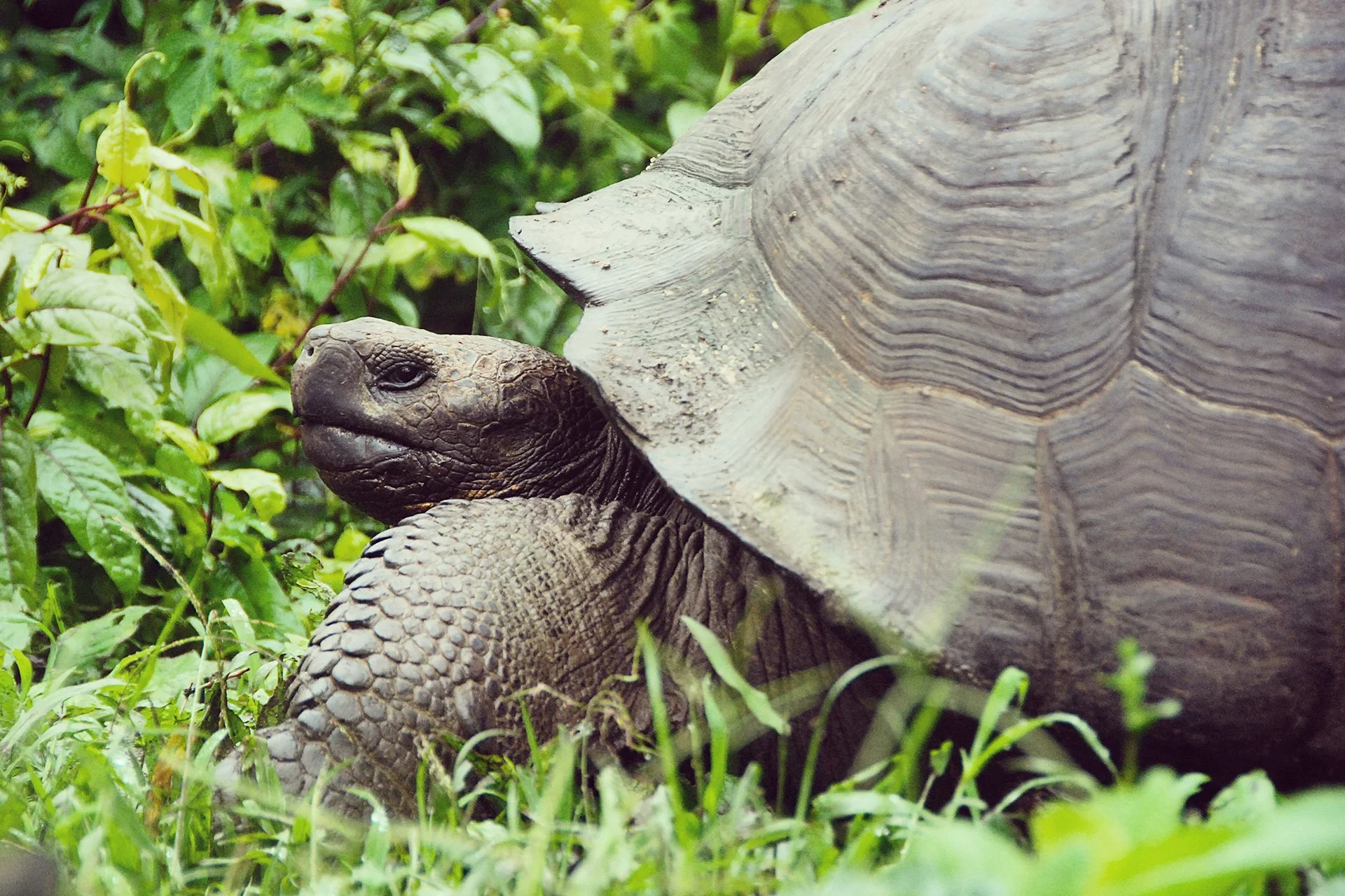 12-Galapagos-abisingmin.jpg