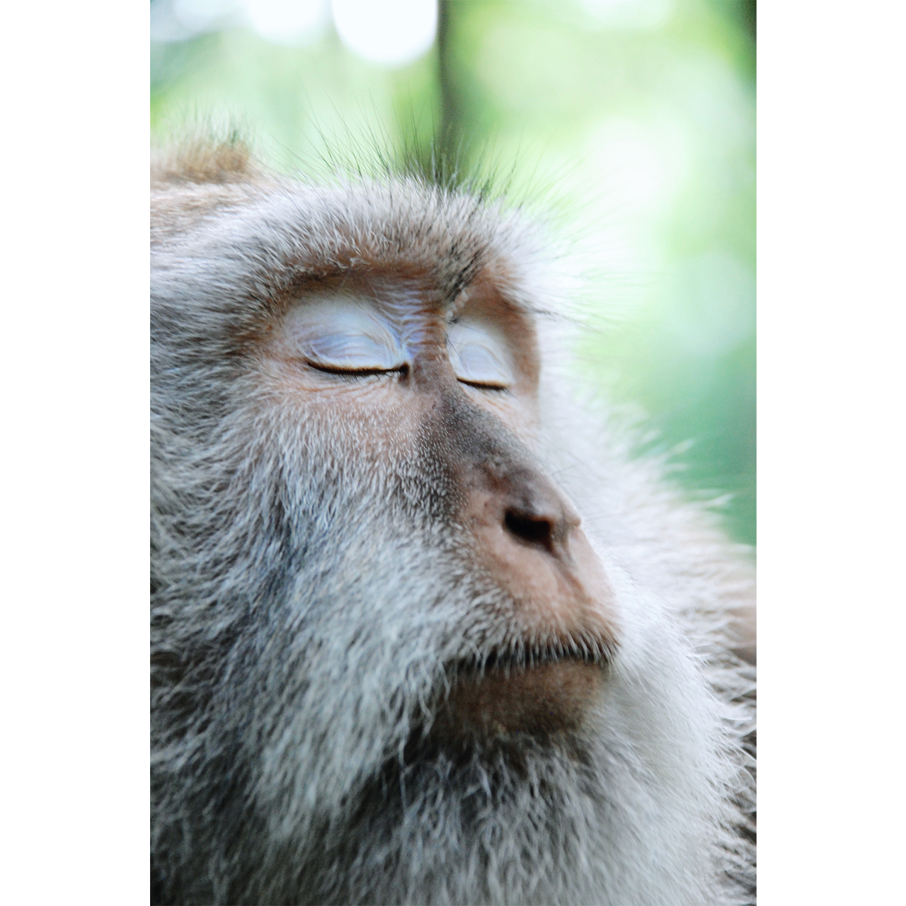 17-Animals-abisingmin-B.png
