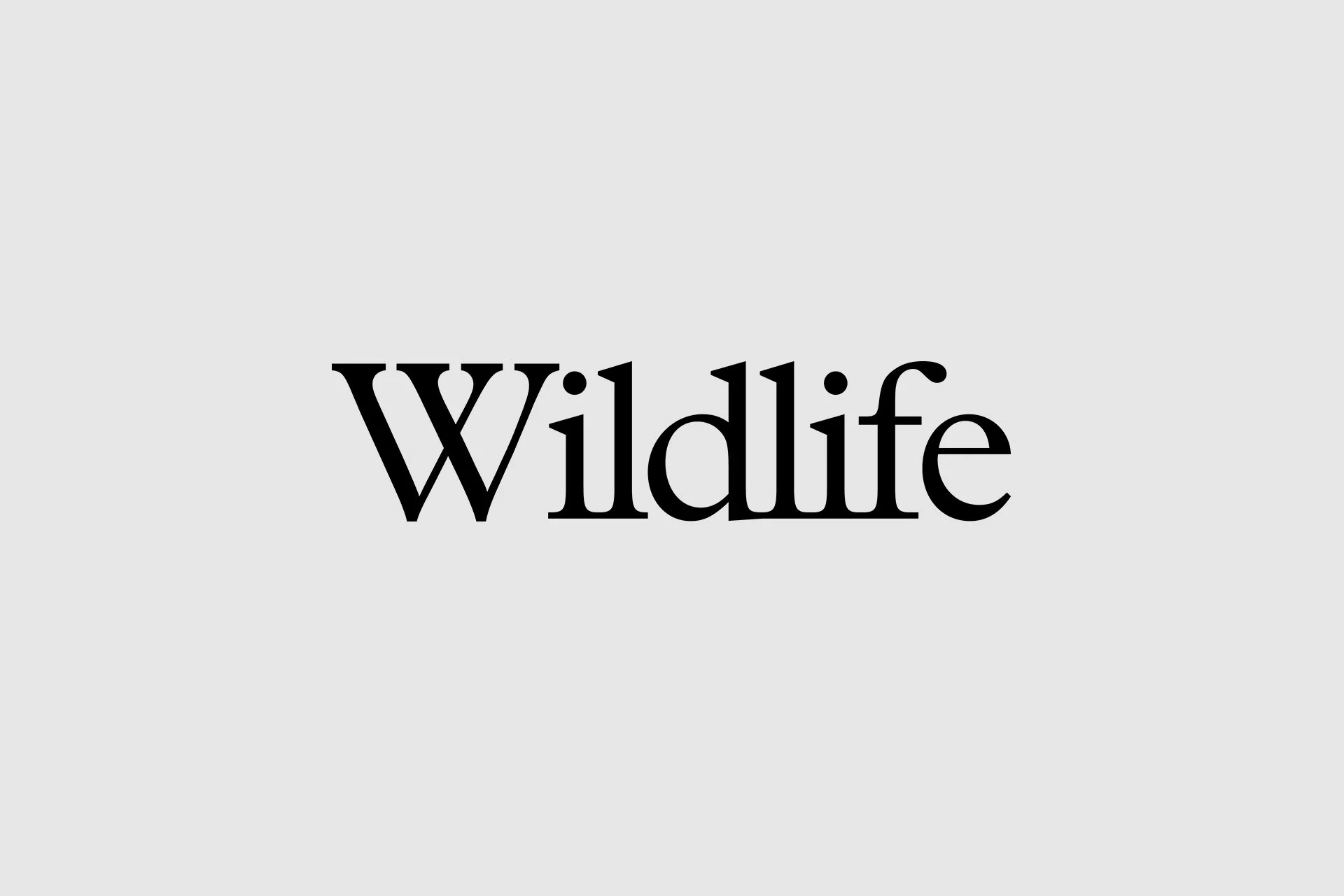 Wildlife — Club Night