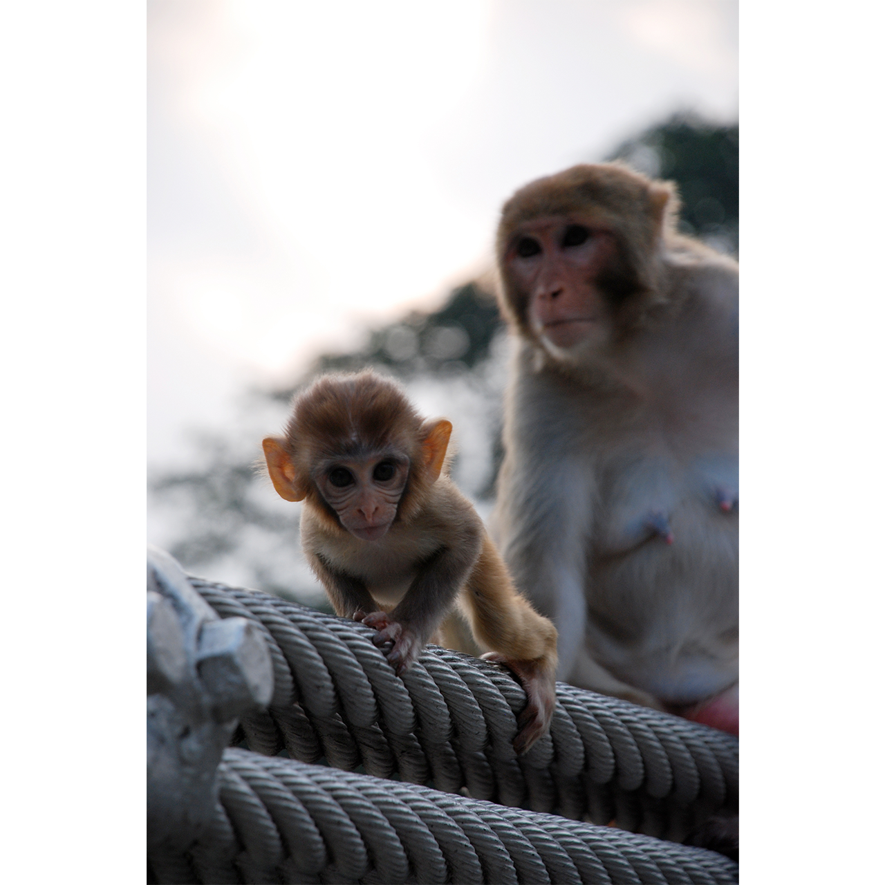 13-Animals-abisingmin-C.png